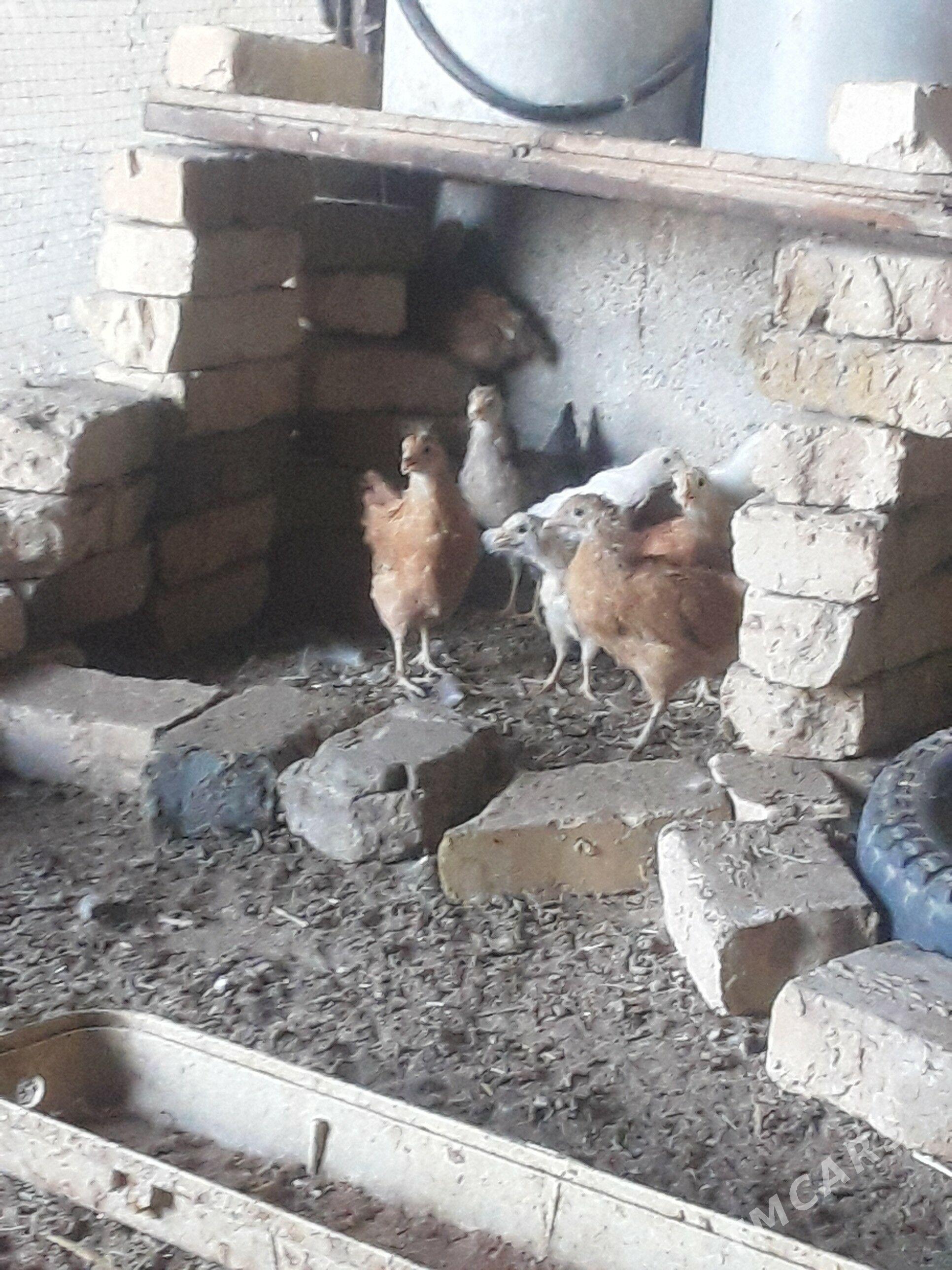 juyje - Gökdepe - img 1