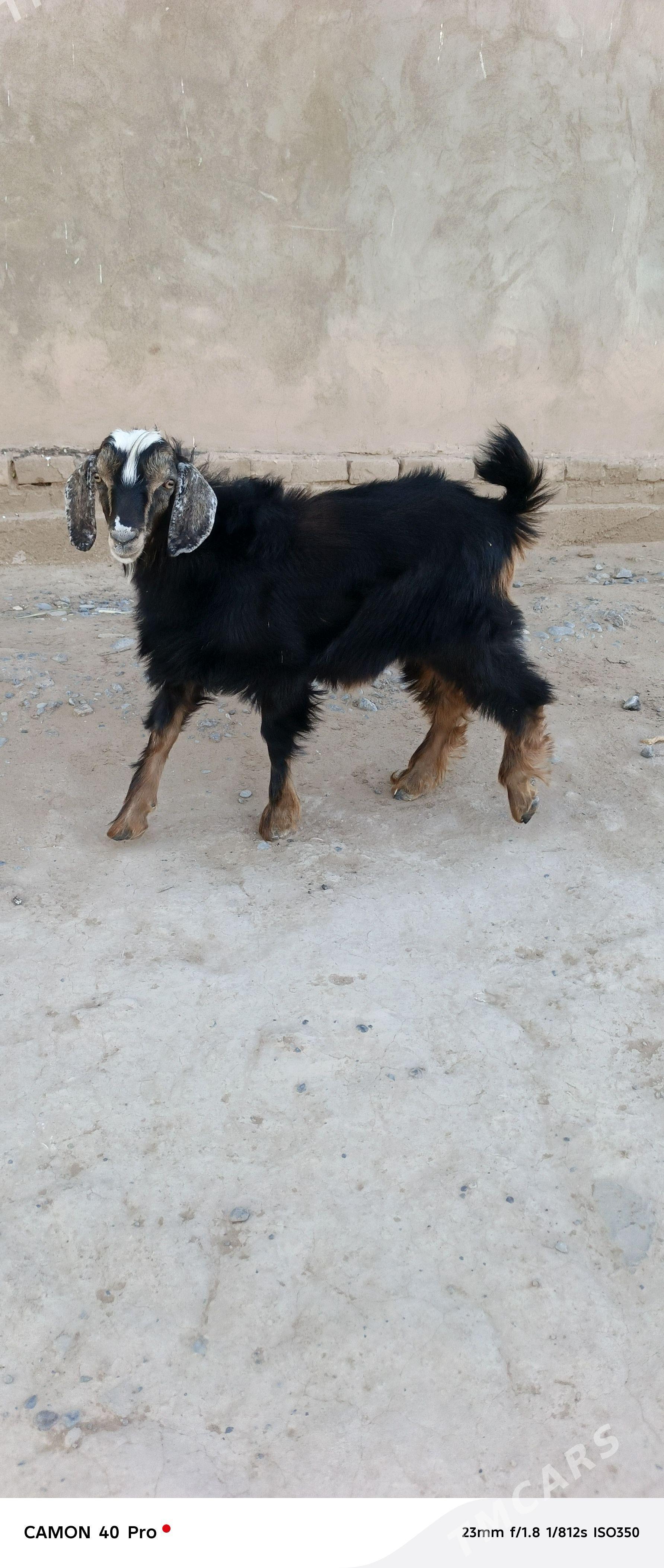 Çebiş - Babadaýhan - img 1