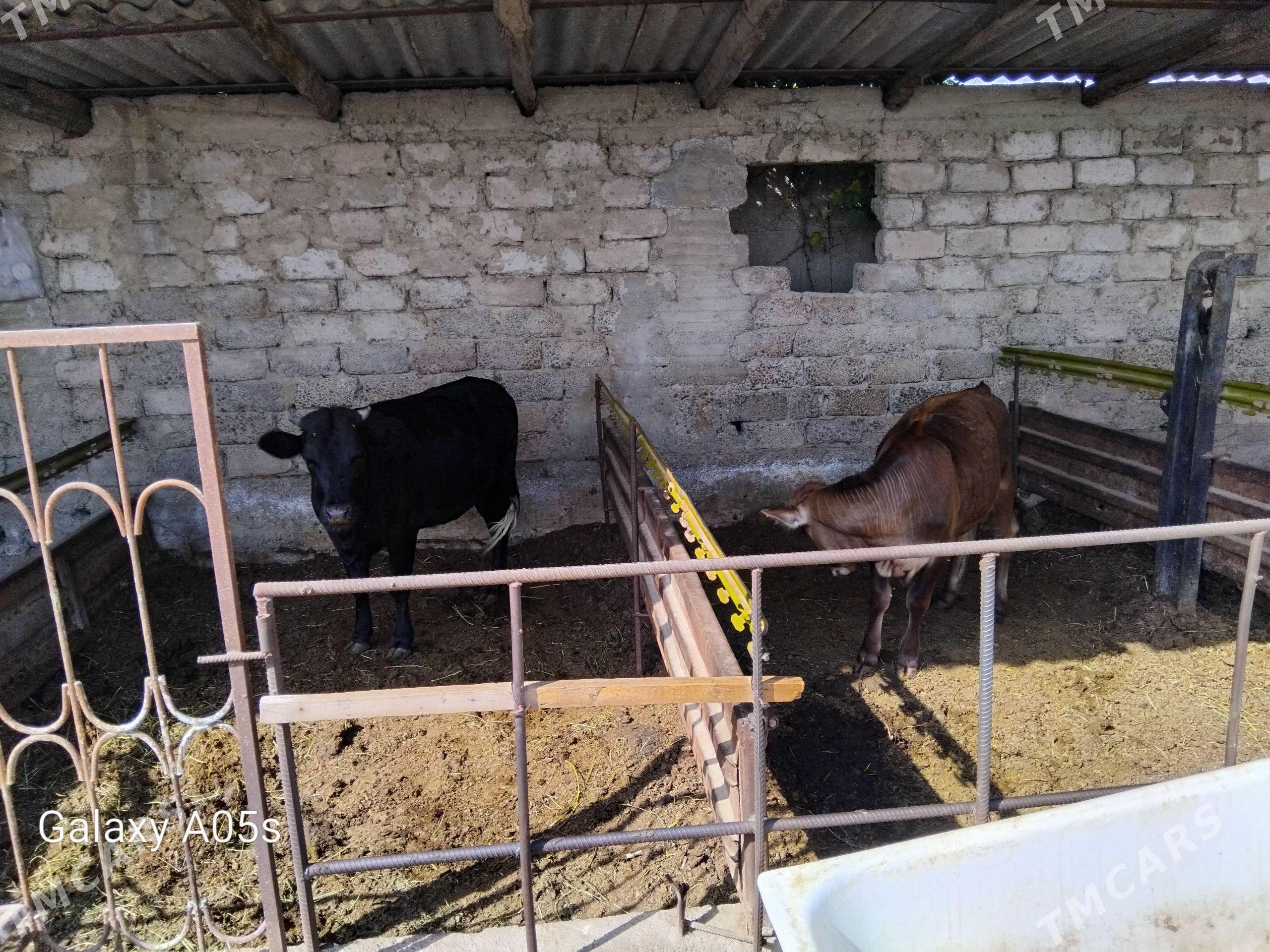 tüwe 2sany - Büzmeýin - img 1