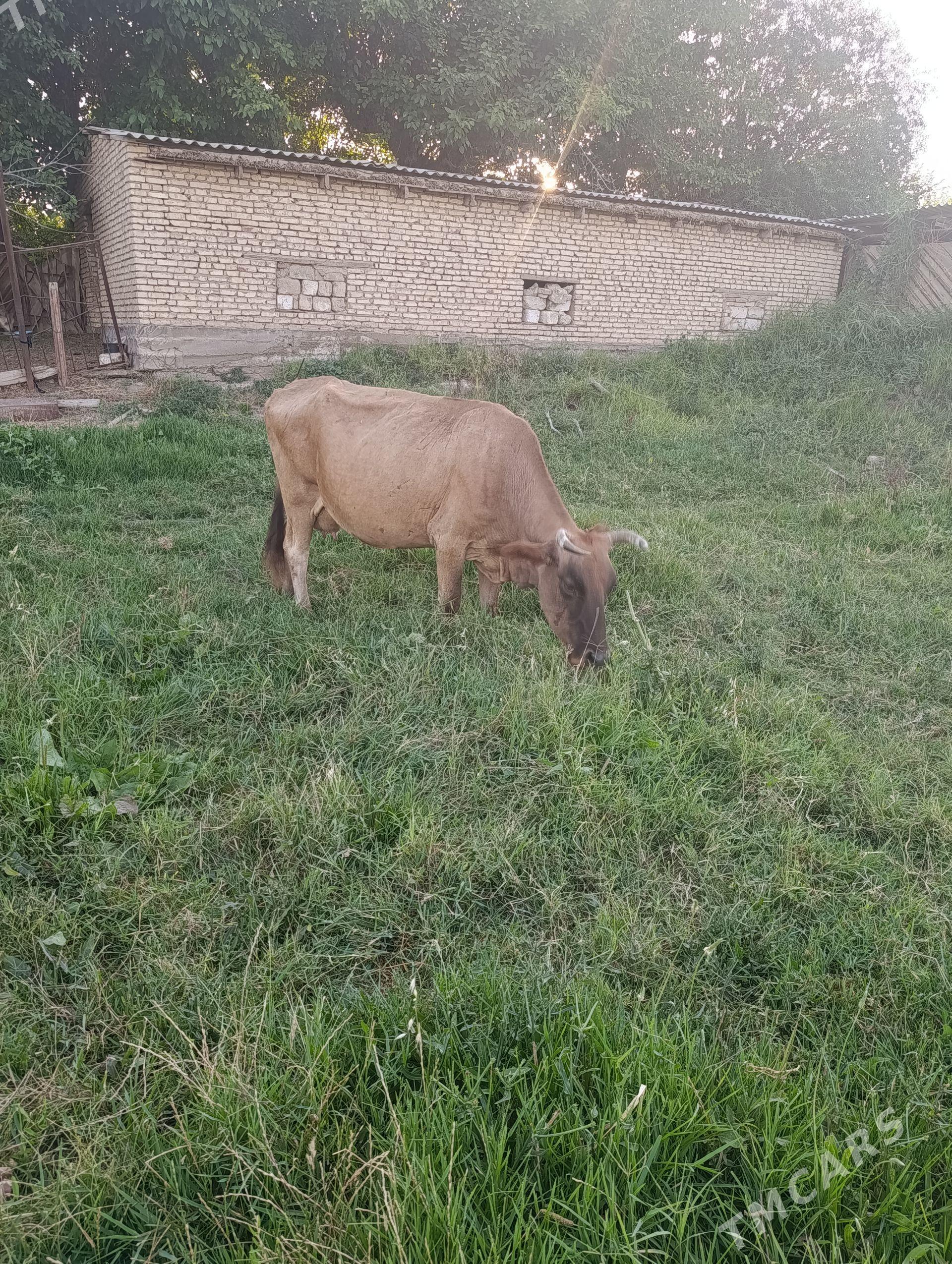 goleli sygyr - Ýolöten - img 1