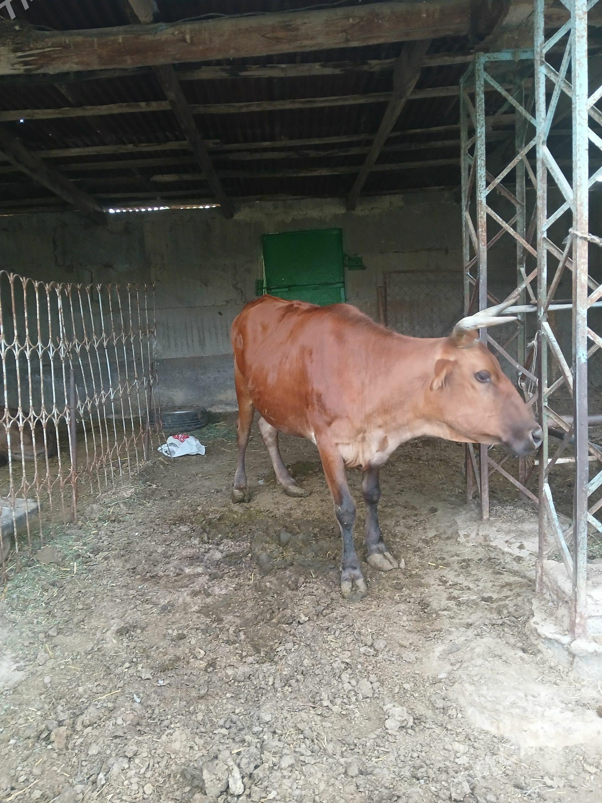 bogaz Sygyr - Ялкым - img 1