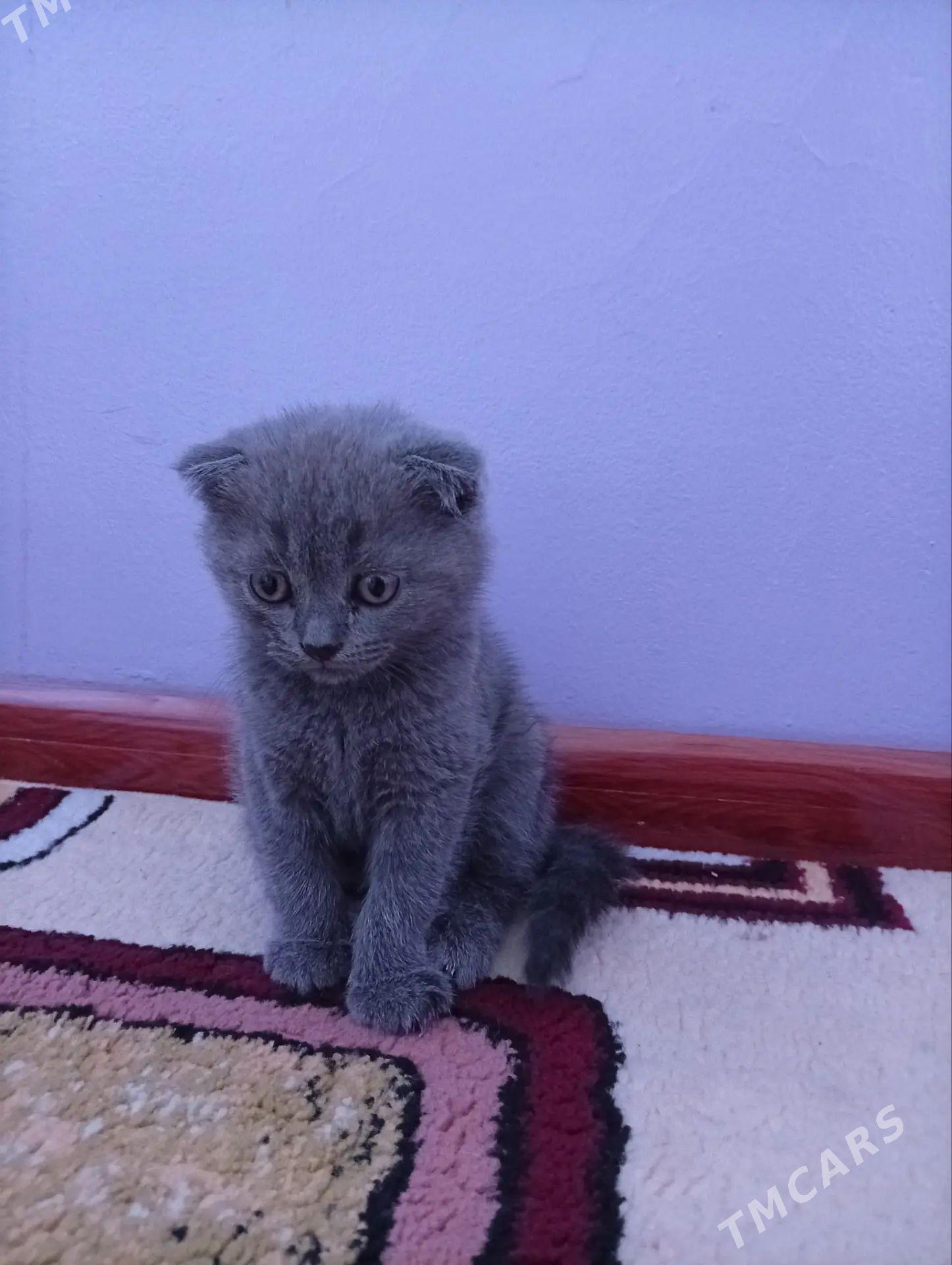 Şatlanskiy pişijekler - 8 мкр - img 1