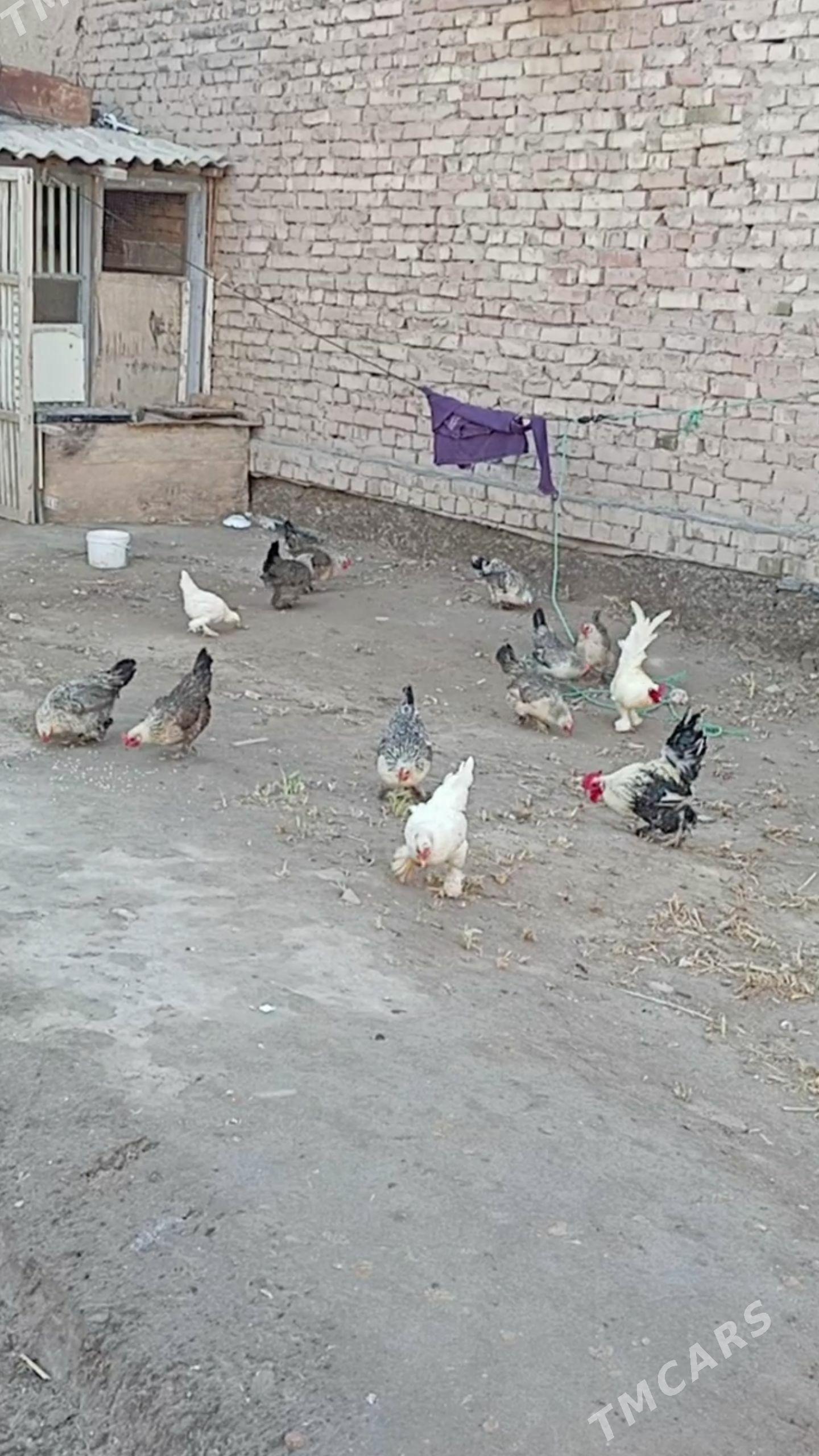 KARLIK TOWUKLAR - Дашогуз - img 1
