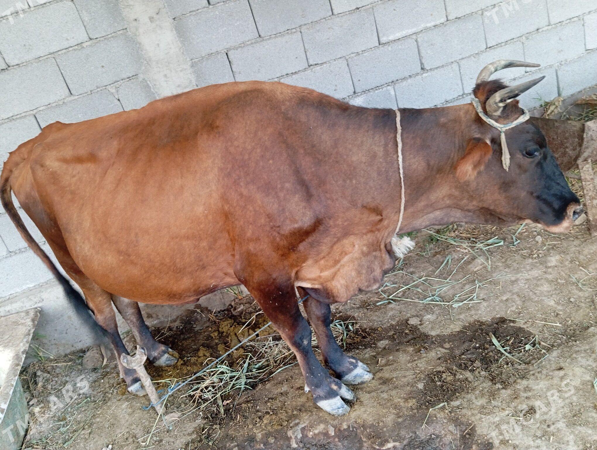 golely sygyr - Ýaşlyk - img 1
