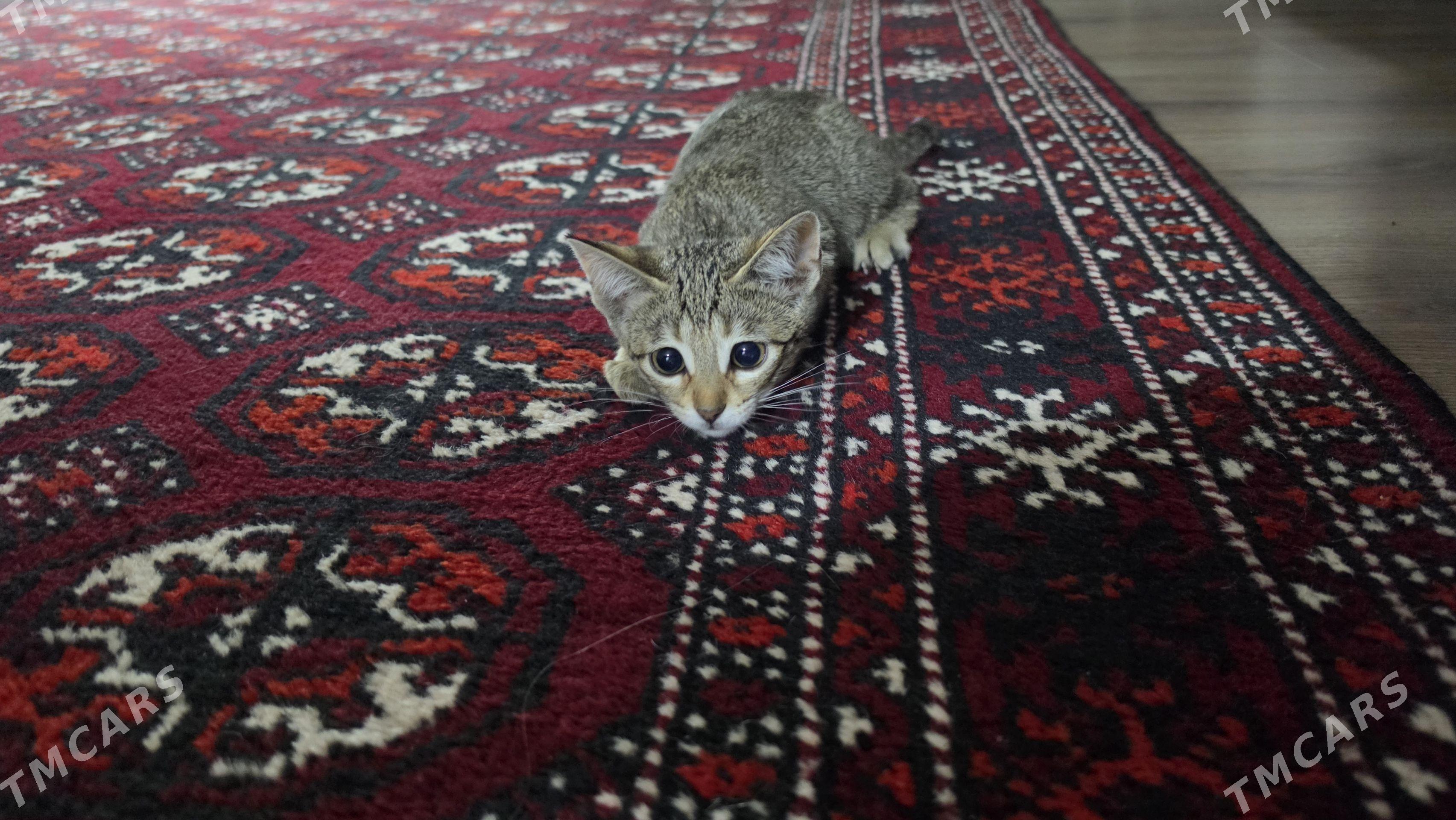 Pişik - 1 мкр - img 1