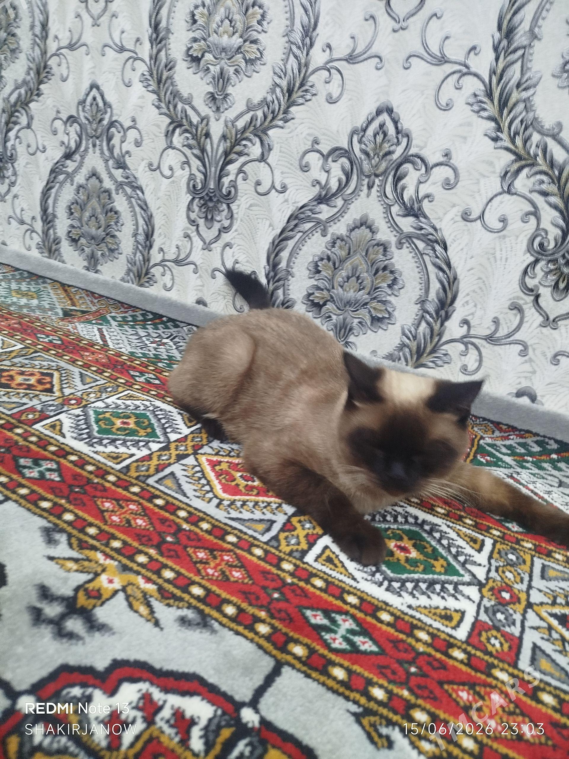 сиамский кошка - Türkmenabat - img 1