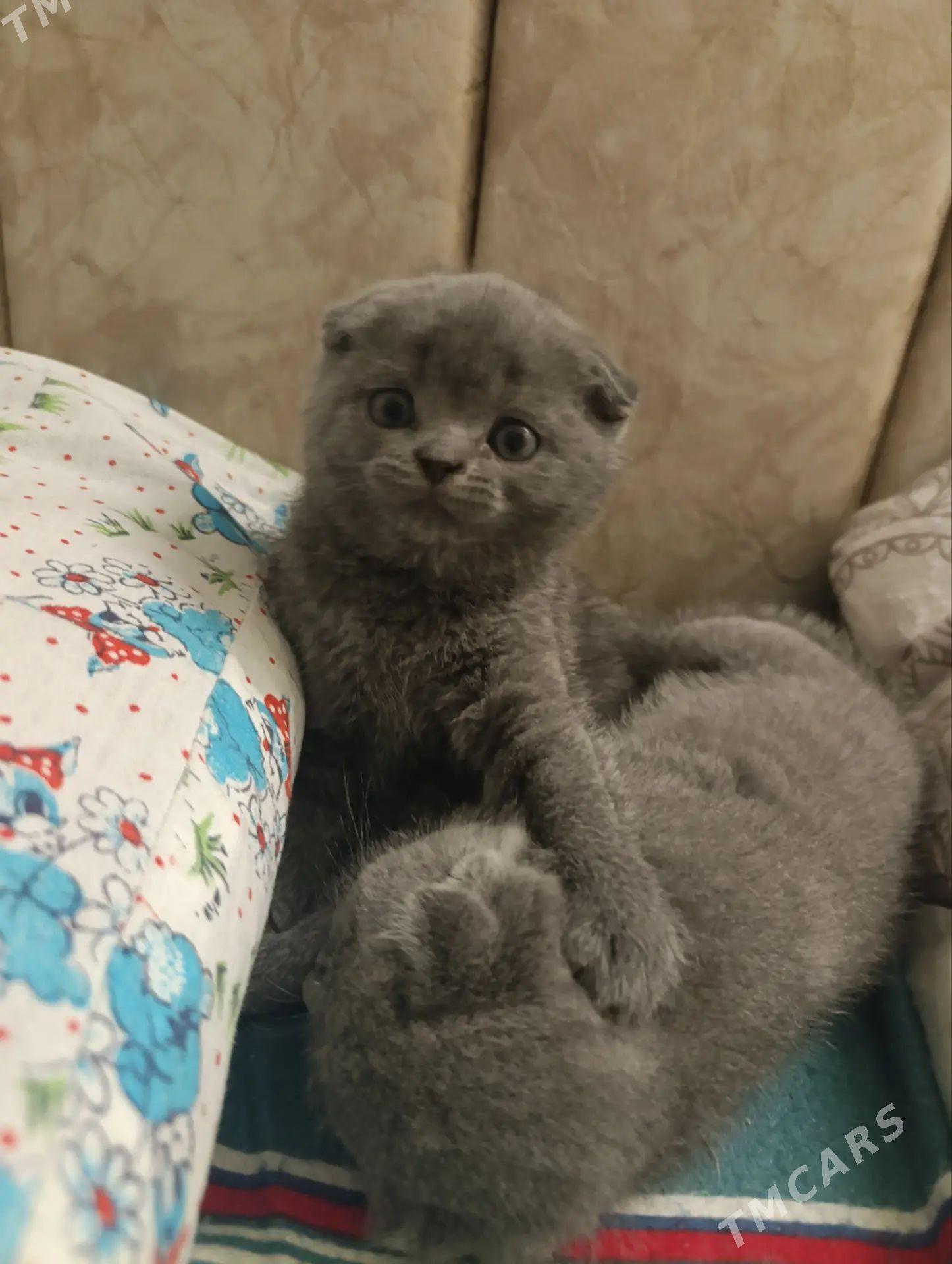 породистые вислоухие котята 🥰 - Туркменабат - img 1