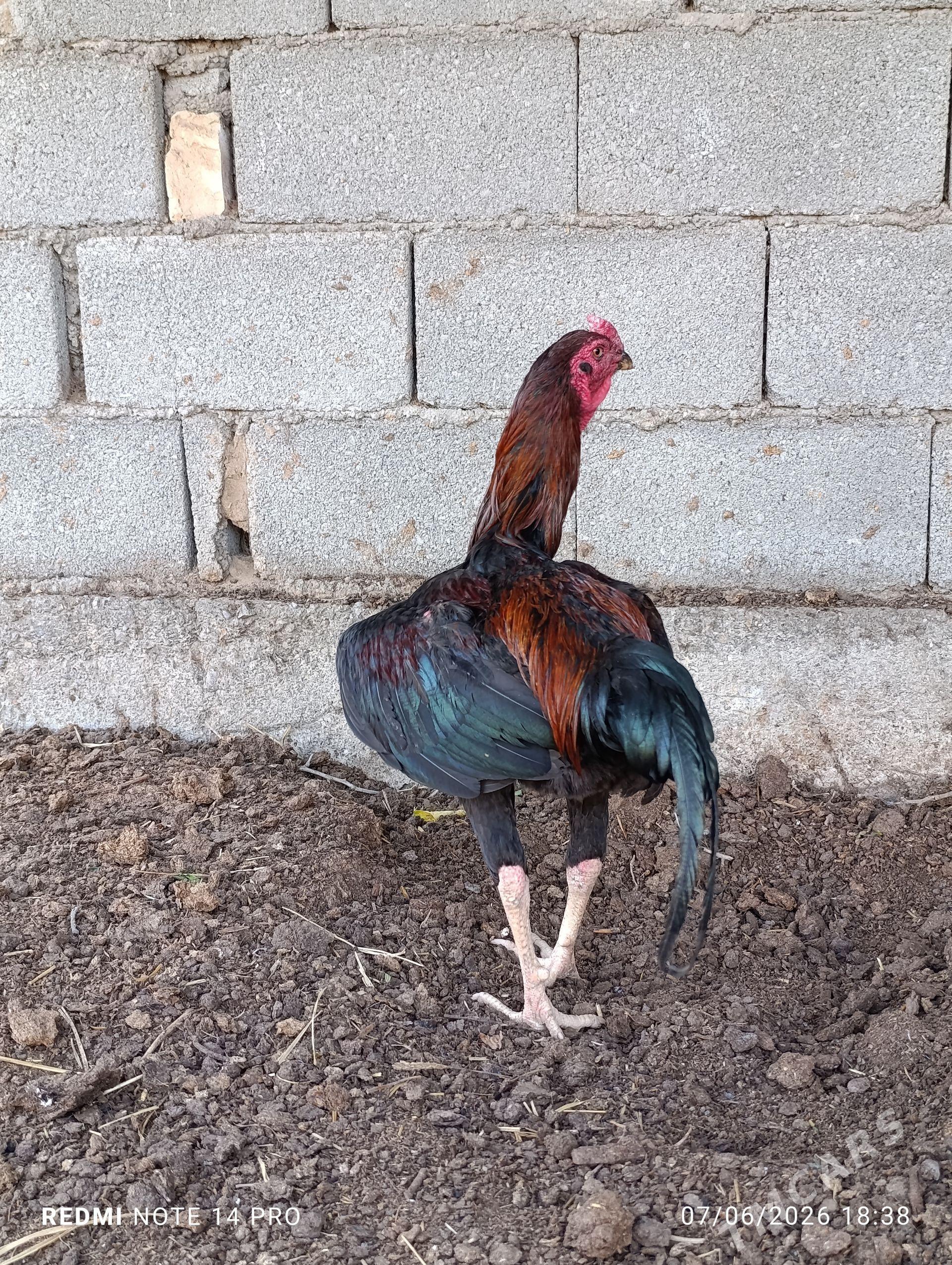 taşkent horaz - Garadamak - img 1
