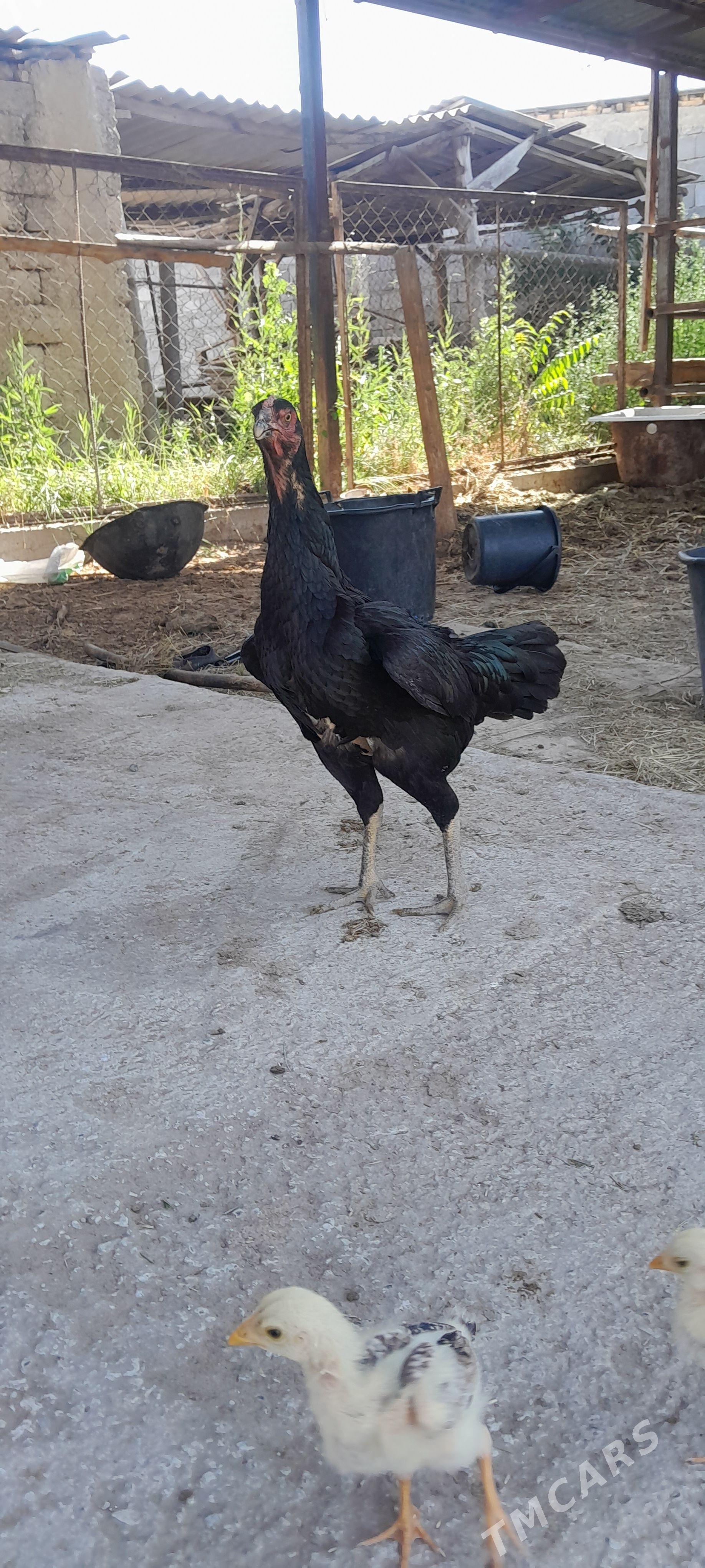 taskent - Gökdepe - img 1