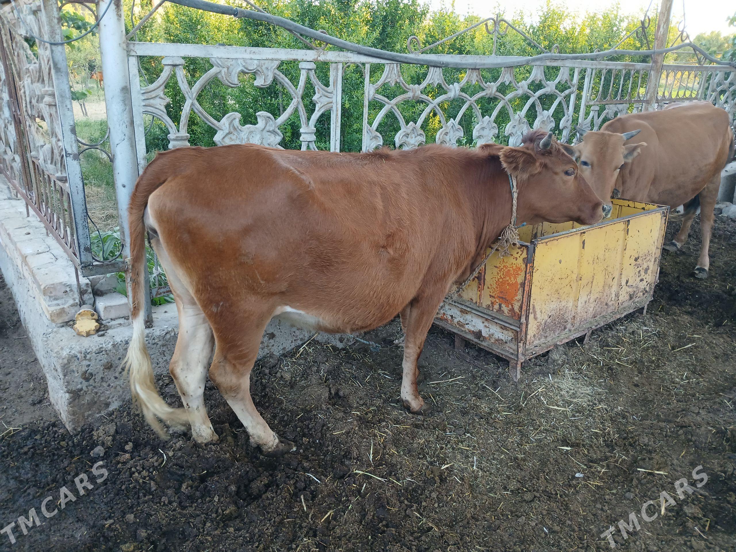bakyly gunajyn .sygyry - Сакар - img 1