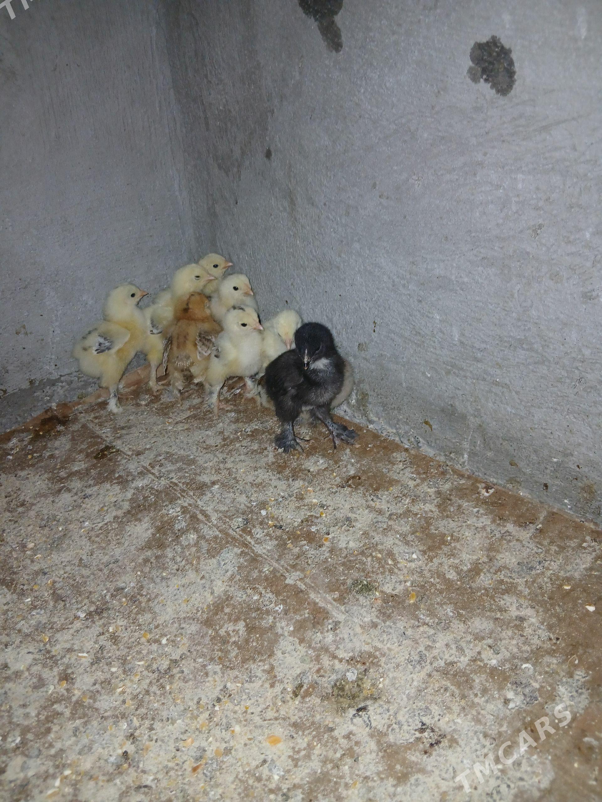 barama - Бузмеин - img 1