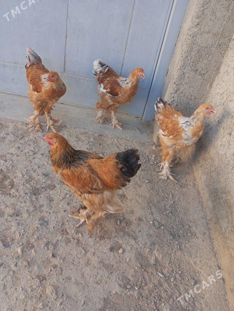limon brama horazlar - Gyzylarbat - img 1
