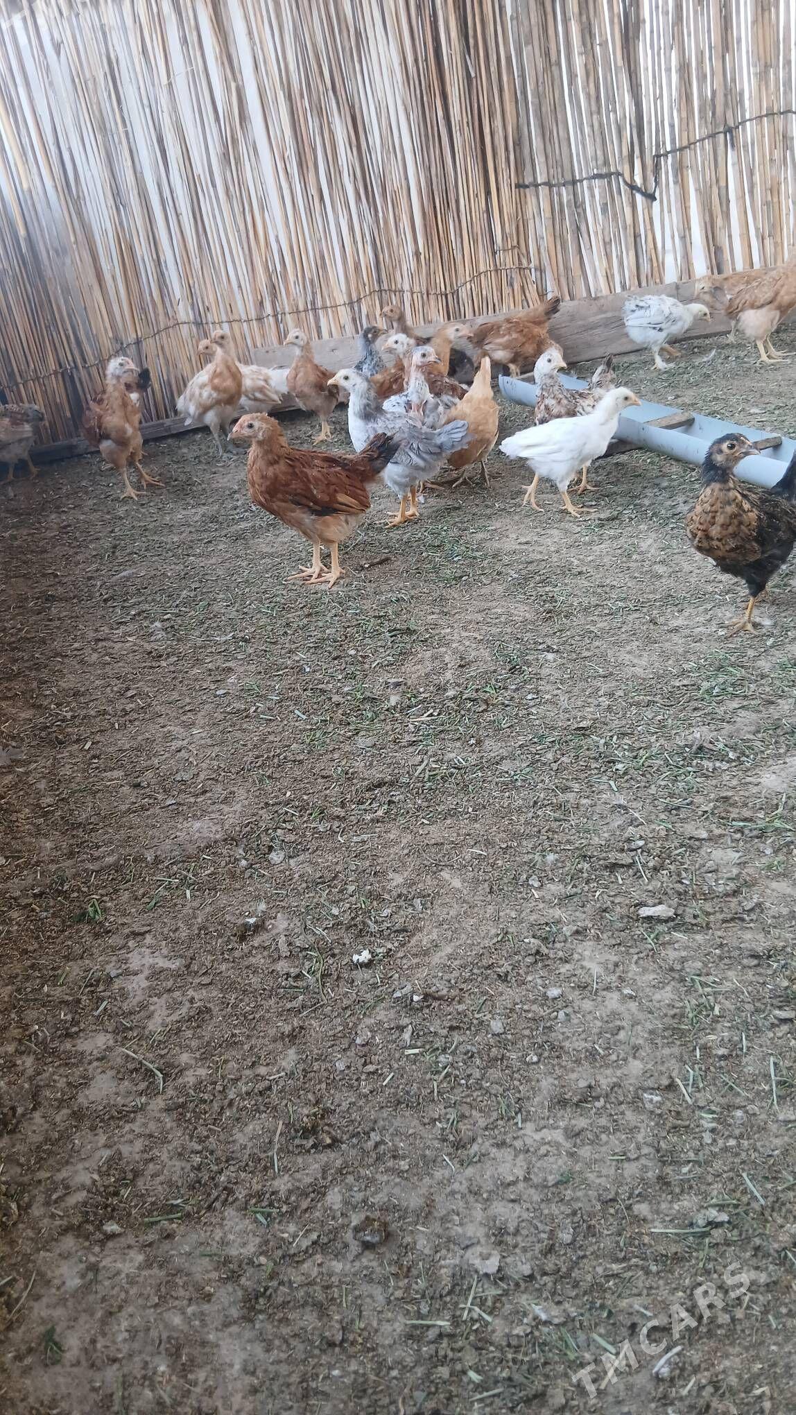 juje 2aý 10 gunlik - Babadaýhan - img 1