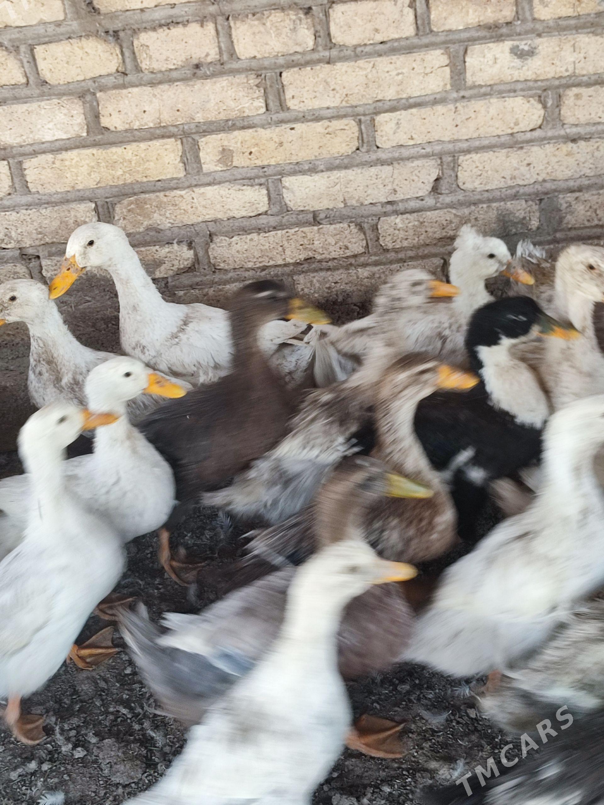 ördek gak gak - Türkmengala - img 1