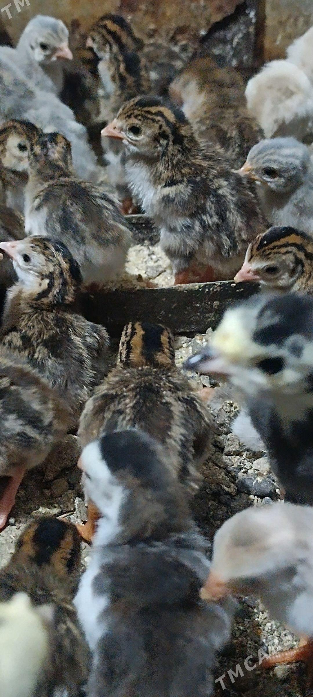käkilik jüje 4 günlük - Sakarçäge - img 1