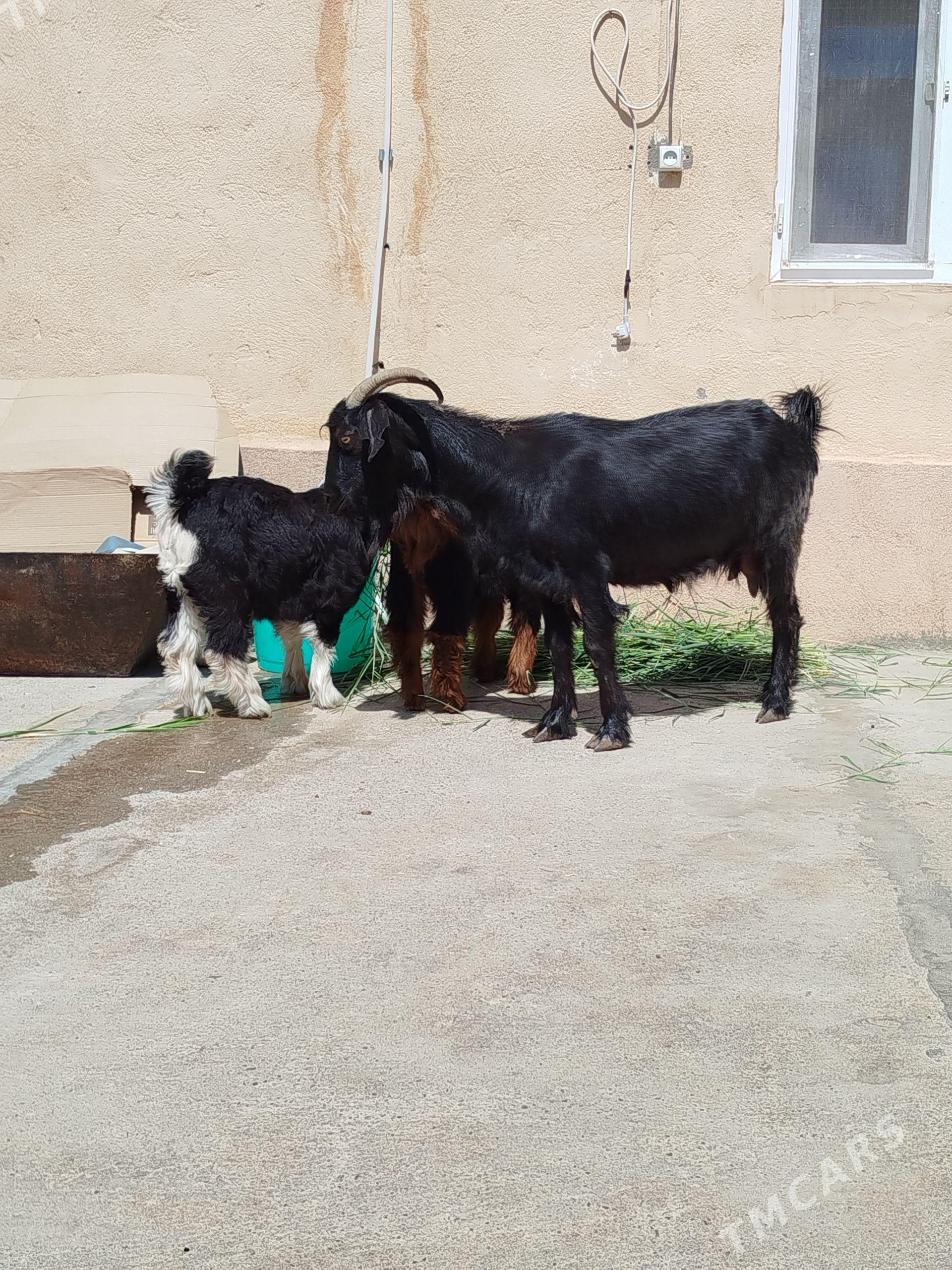 ekiz owlakly geçi - Çoganly - img 1