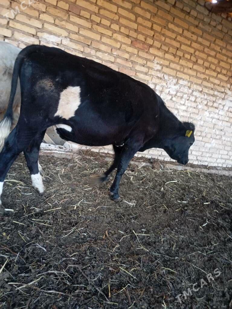 Arassa çorny piýostyr Öküz - Çärjew - img 1