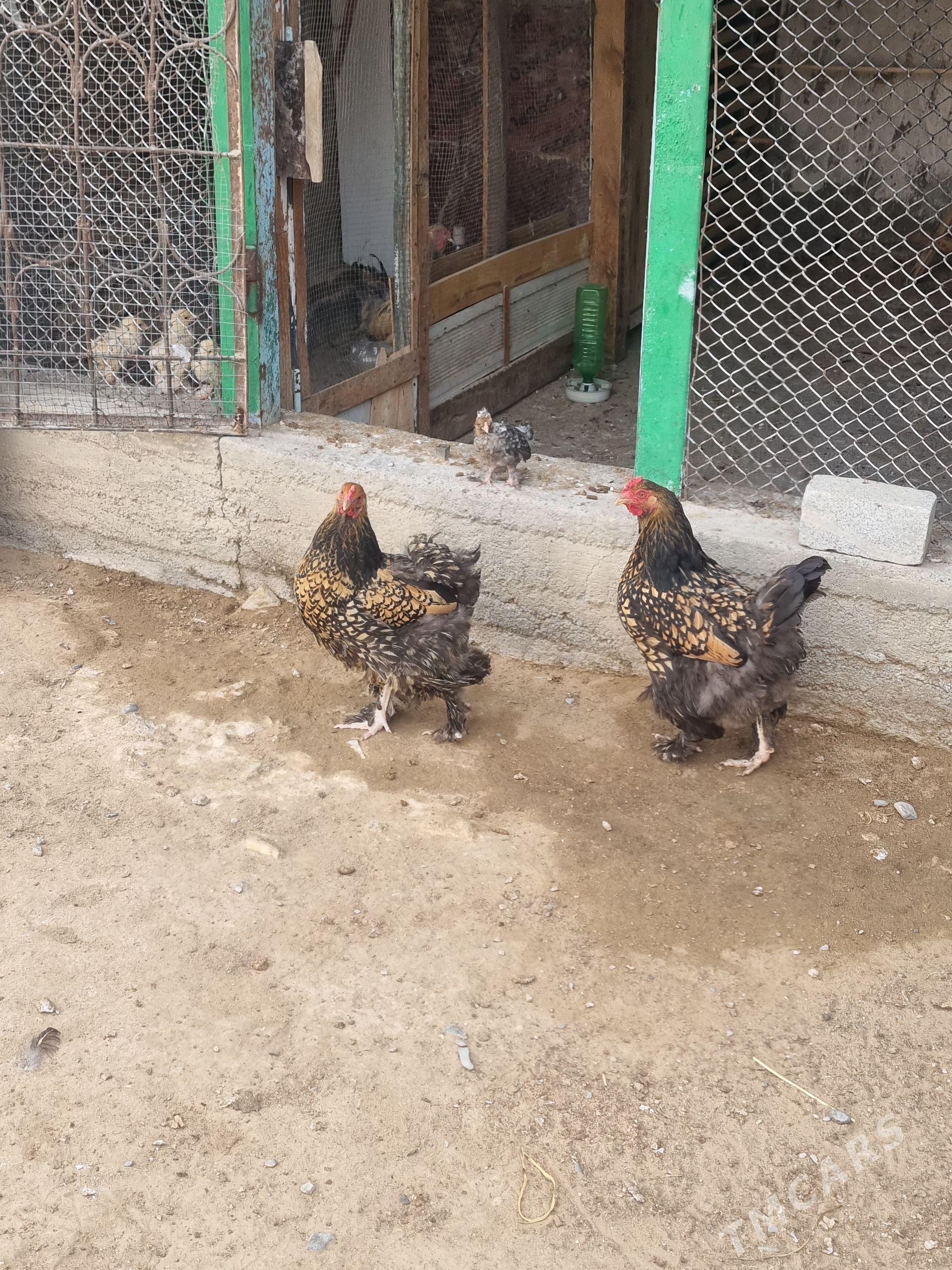 Brama Laset - Aşgabat - img 1
