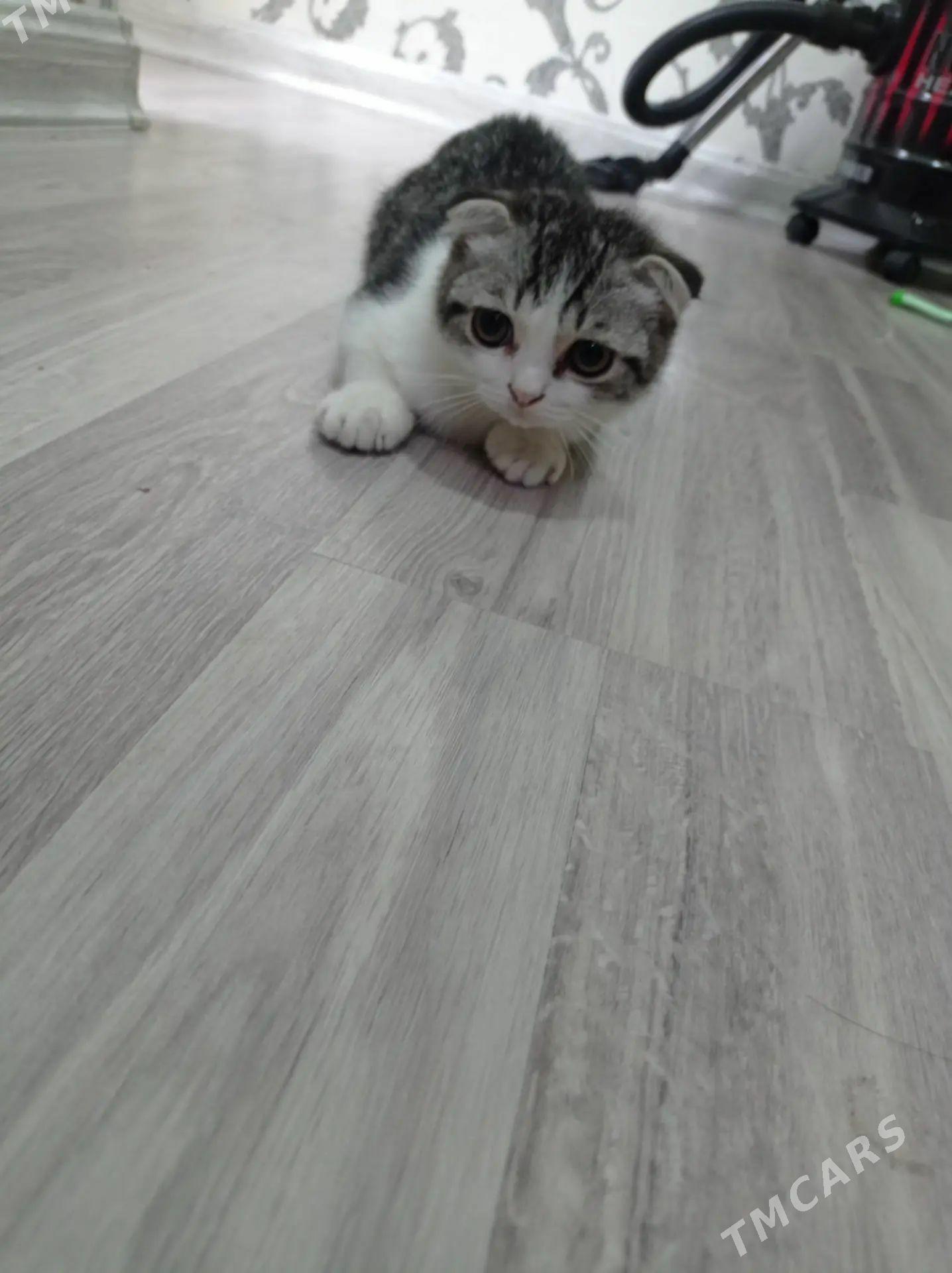 Котенок вислоушка - Türkmenabat - img 1