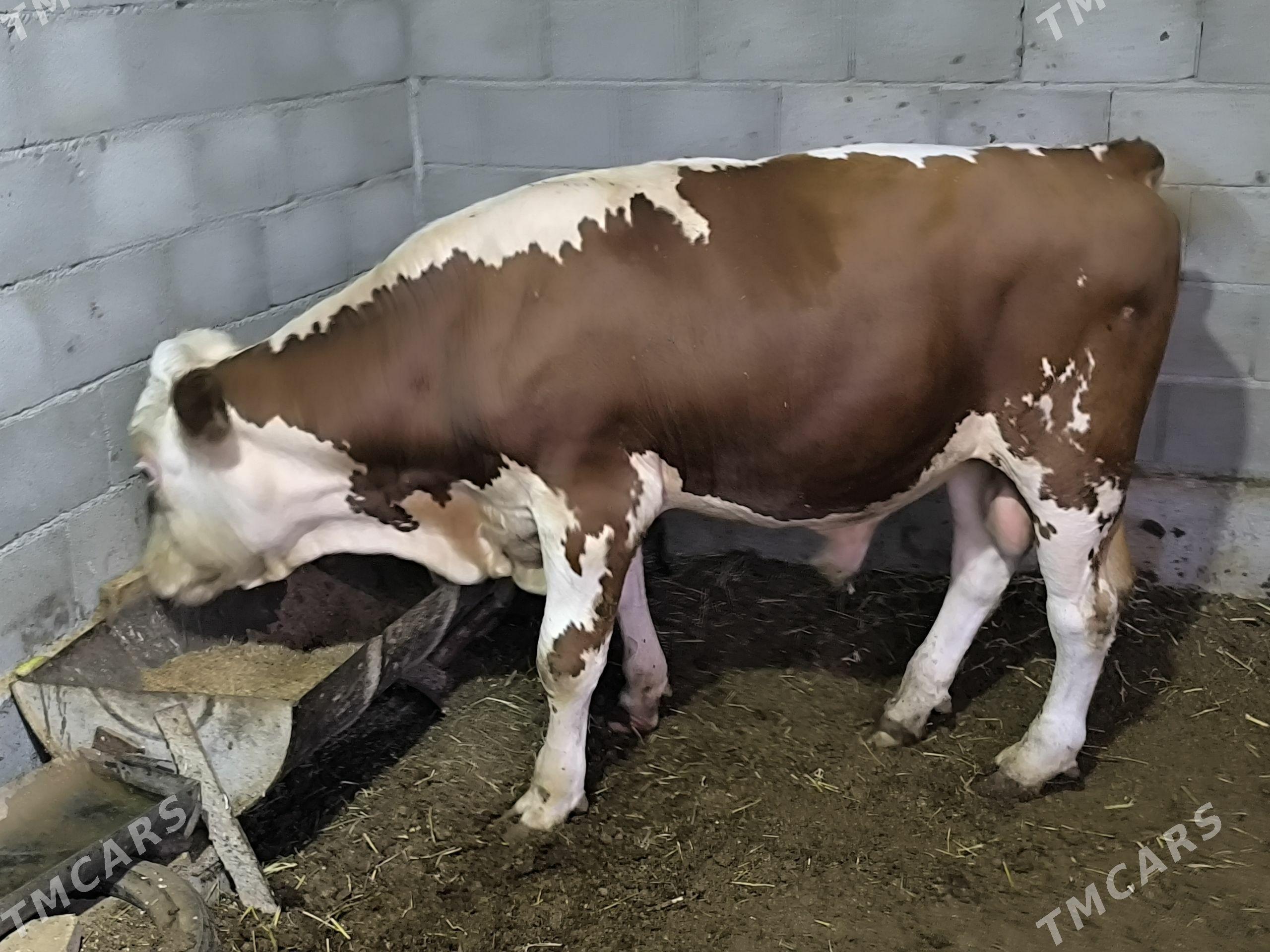 simmental öküz - Gökdepe - img 1