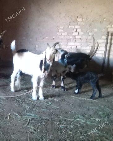 owlakly geci biçilen teke - Байрамали - img 1