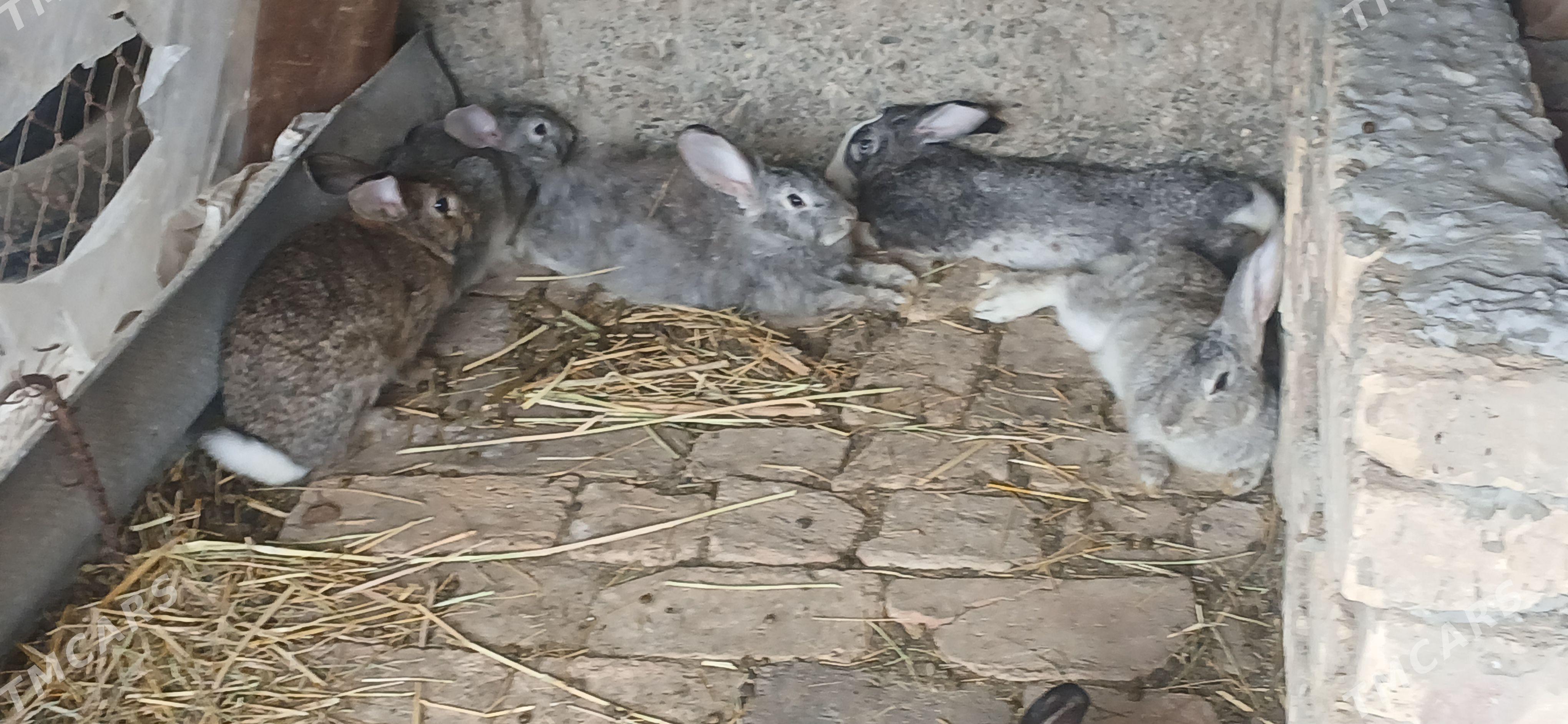uly ene towşanlar - Gökdepe - img 1