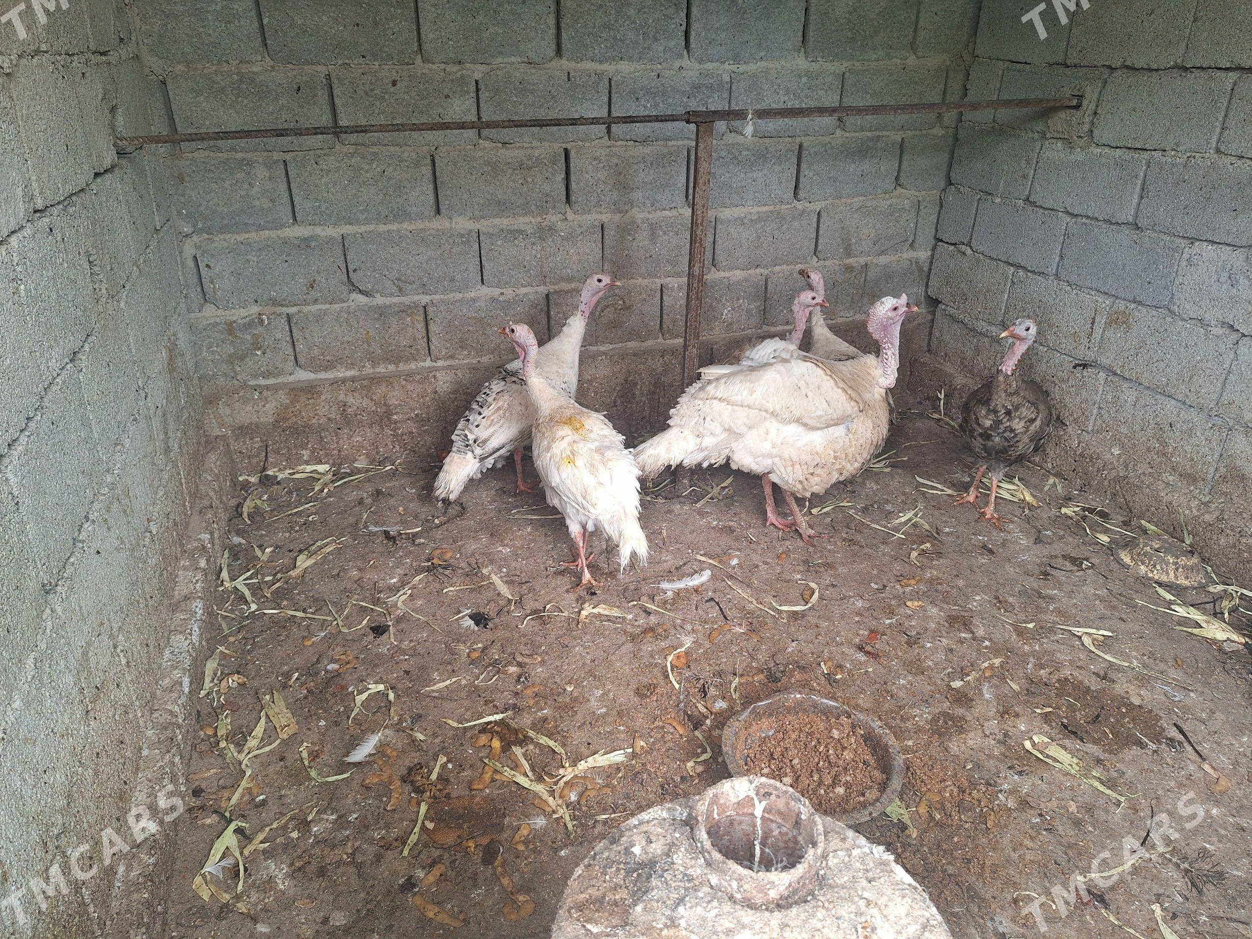 Indyuk - Bagyr - img 1