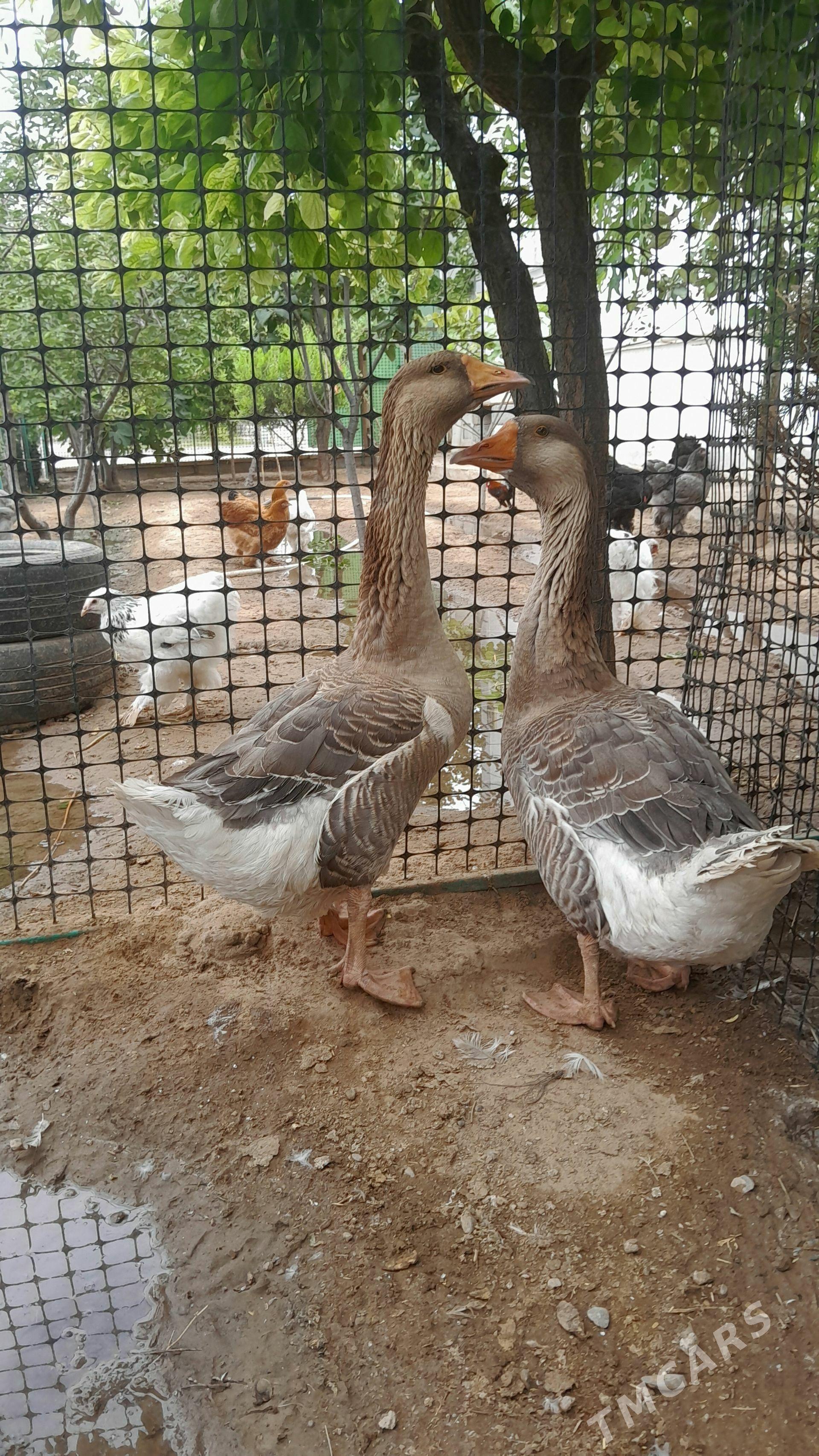 guss - Aşgabat - img 1