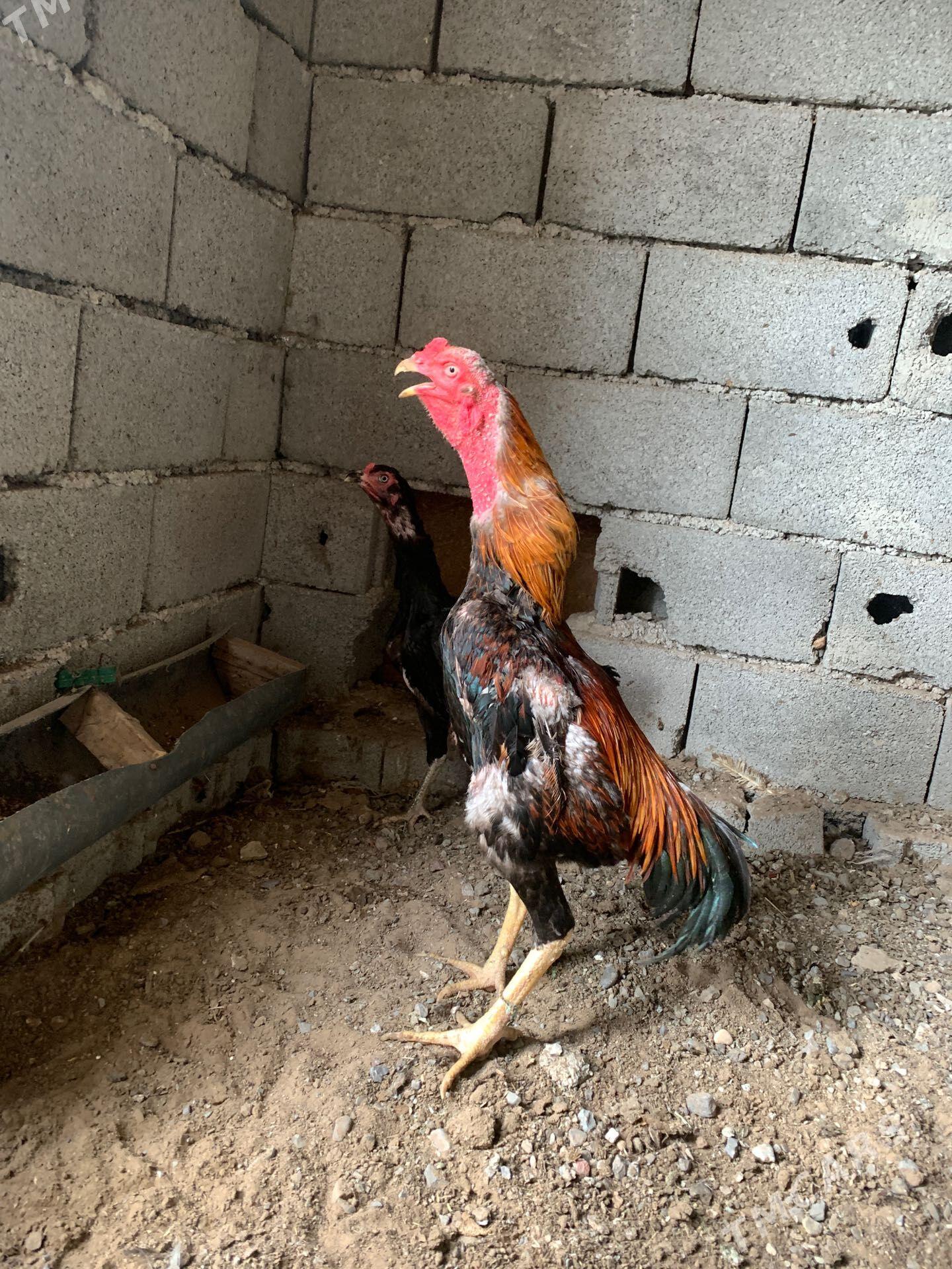 Taşkent horaz - Çoganly - img 1