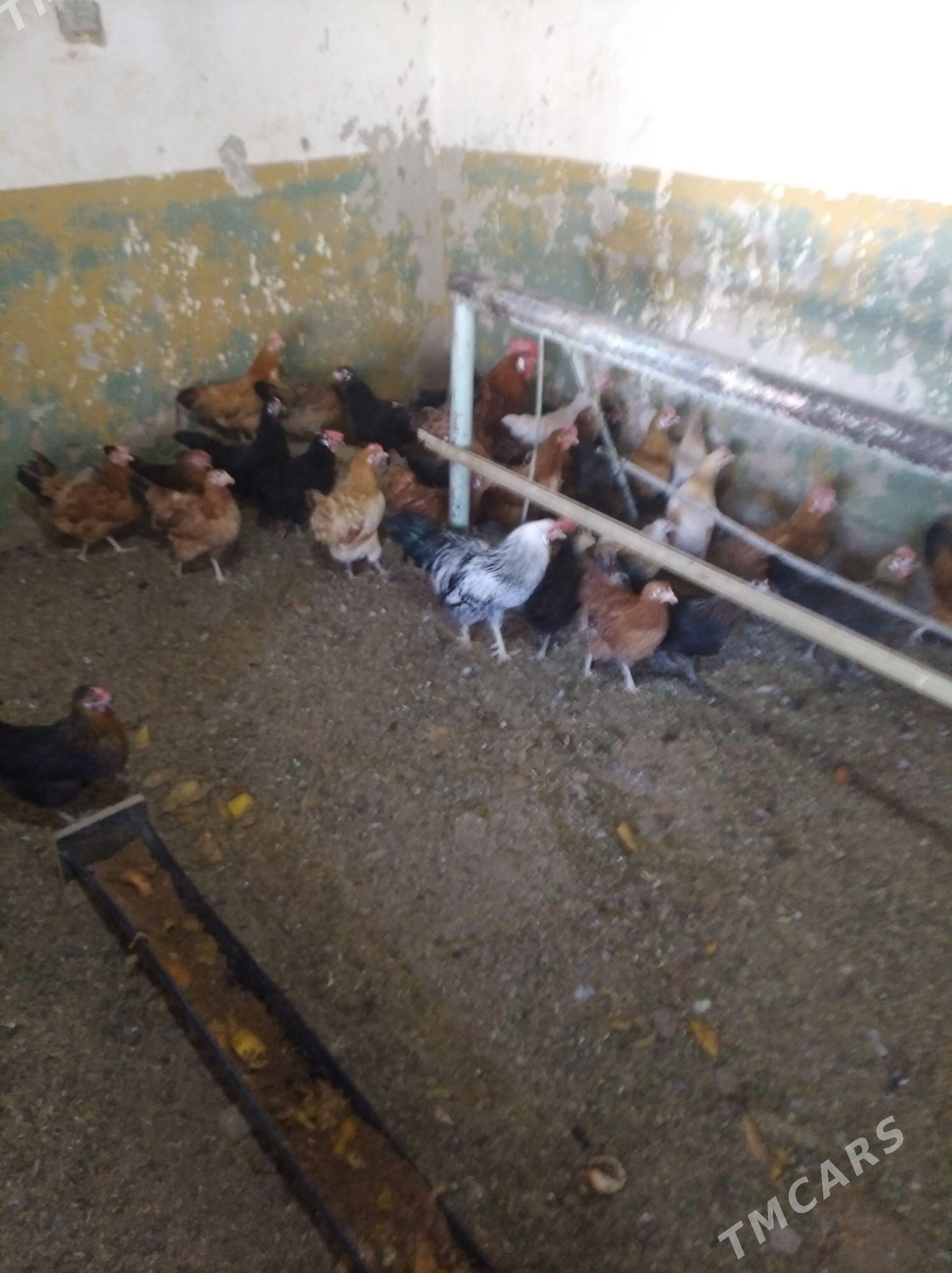 Ýaş towuklar - Gyzylarbat - img 1