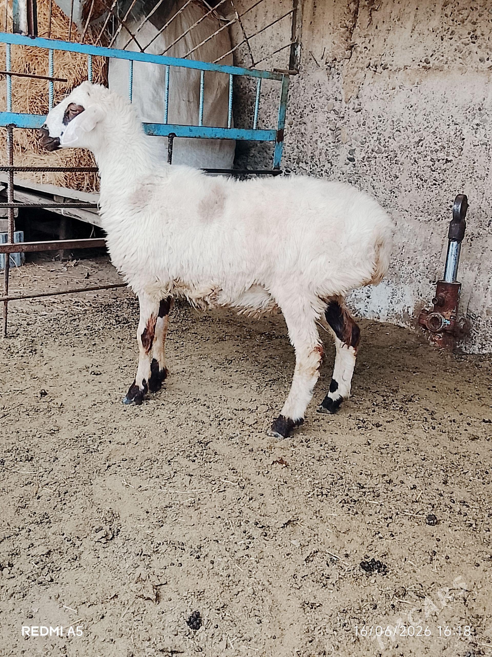 biçilen işşek - Ашхабад - img 1