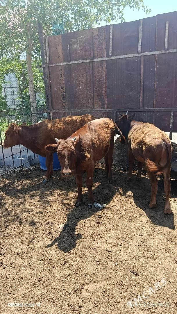 Okuzce 3 sany - Balkanabat - img 1