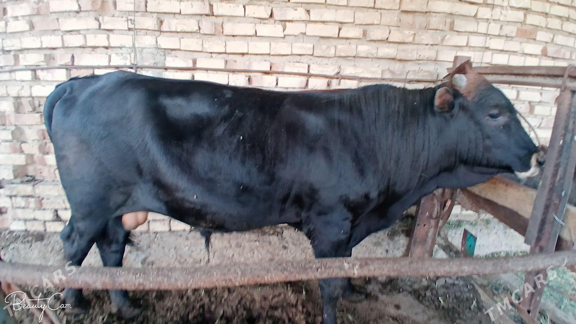 ulu mal - Мары - img 1