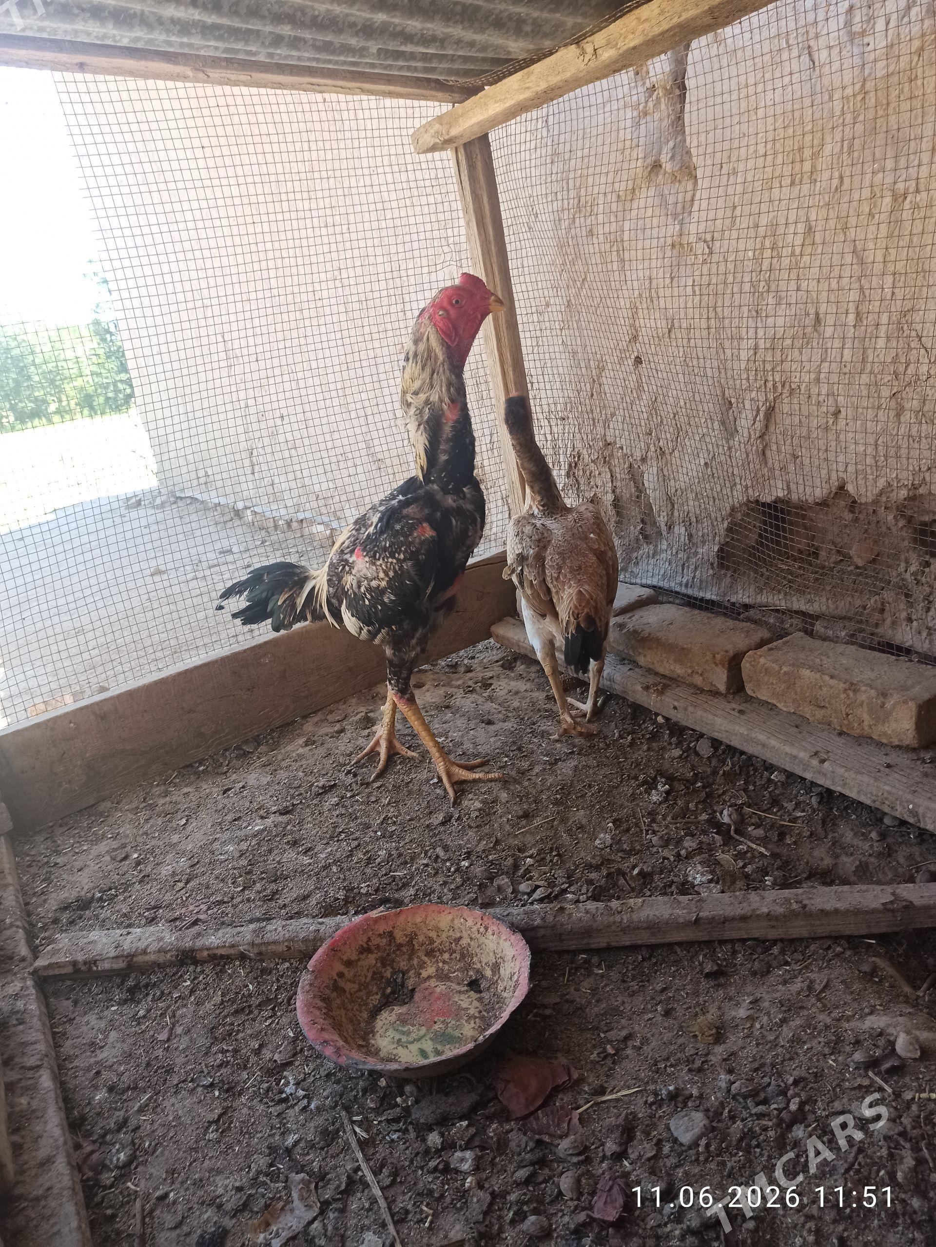baysy horaz - Garabekewül - img 1
