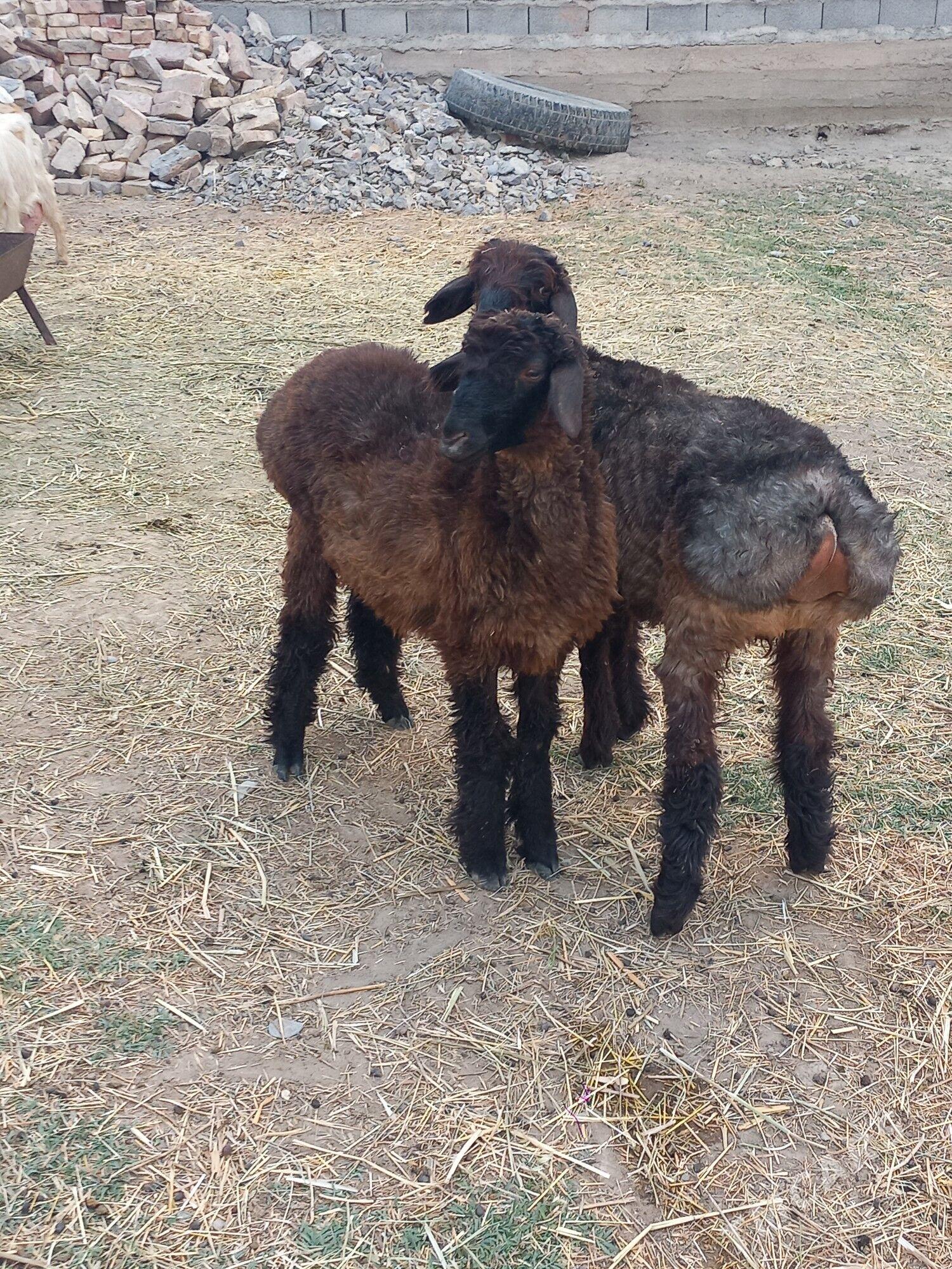 Tokly - Gökdepe - img 1