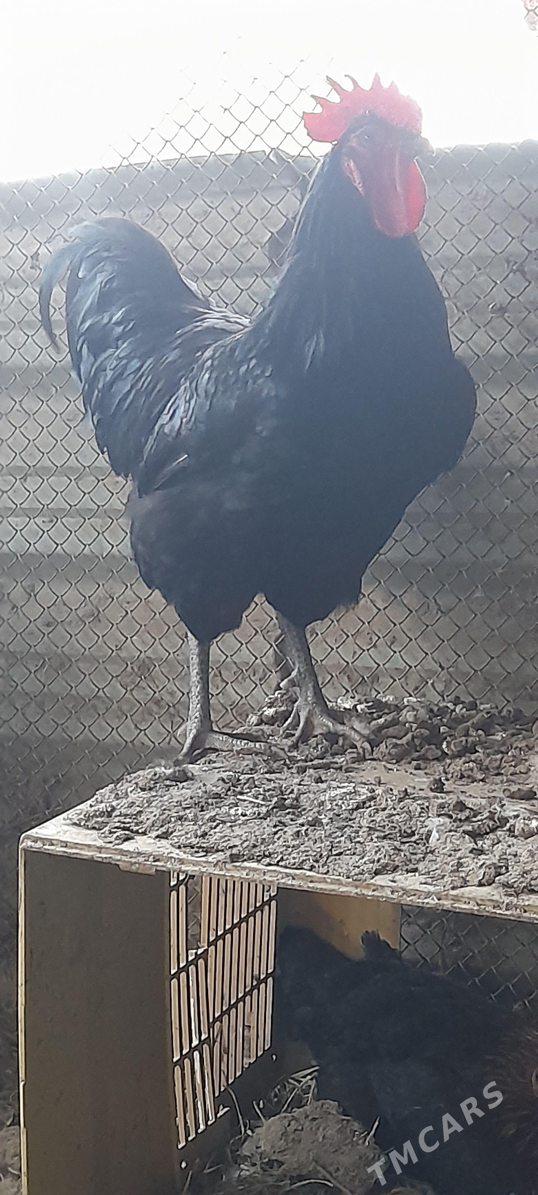 Gigant horaz - Bäherden - img 1