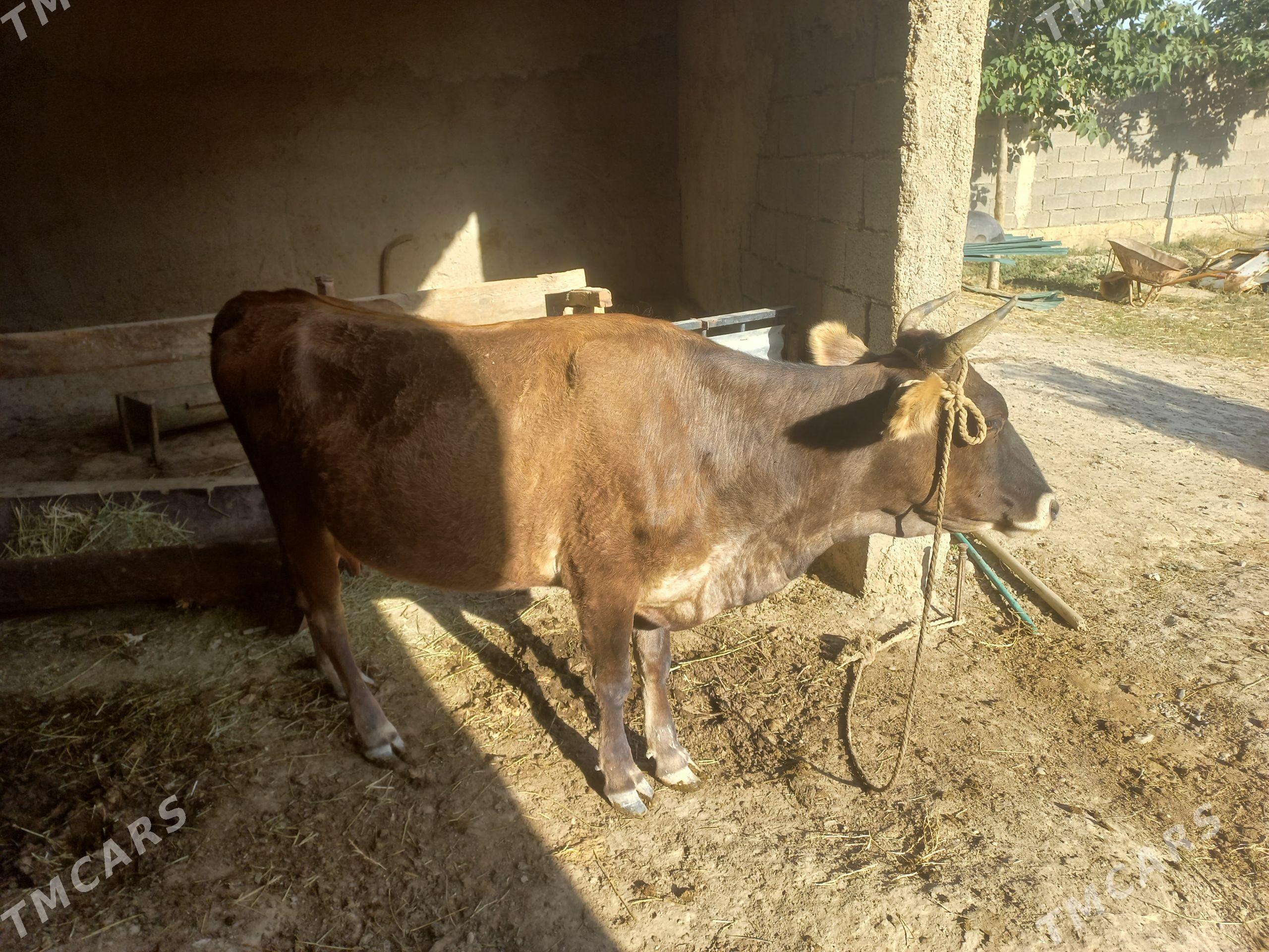 bogaz sygyr - Kaka - img 1