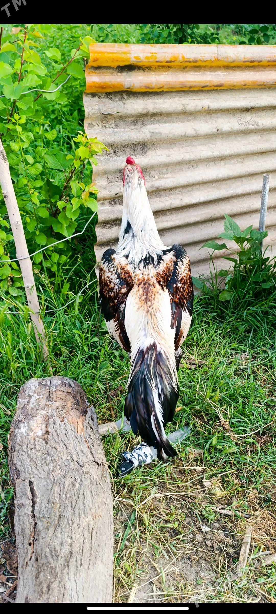 taskent tasgent towuk horaz - Ашхабад - img 1