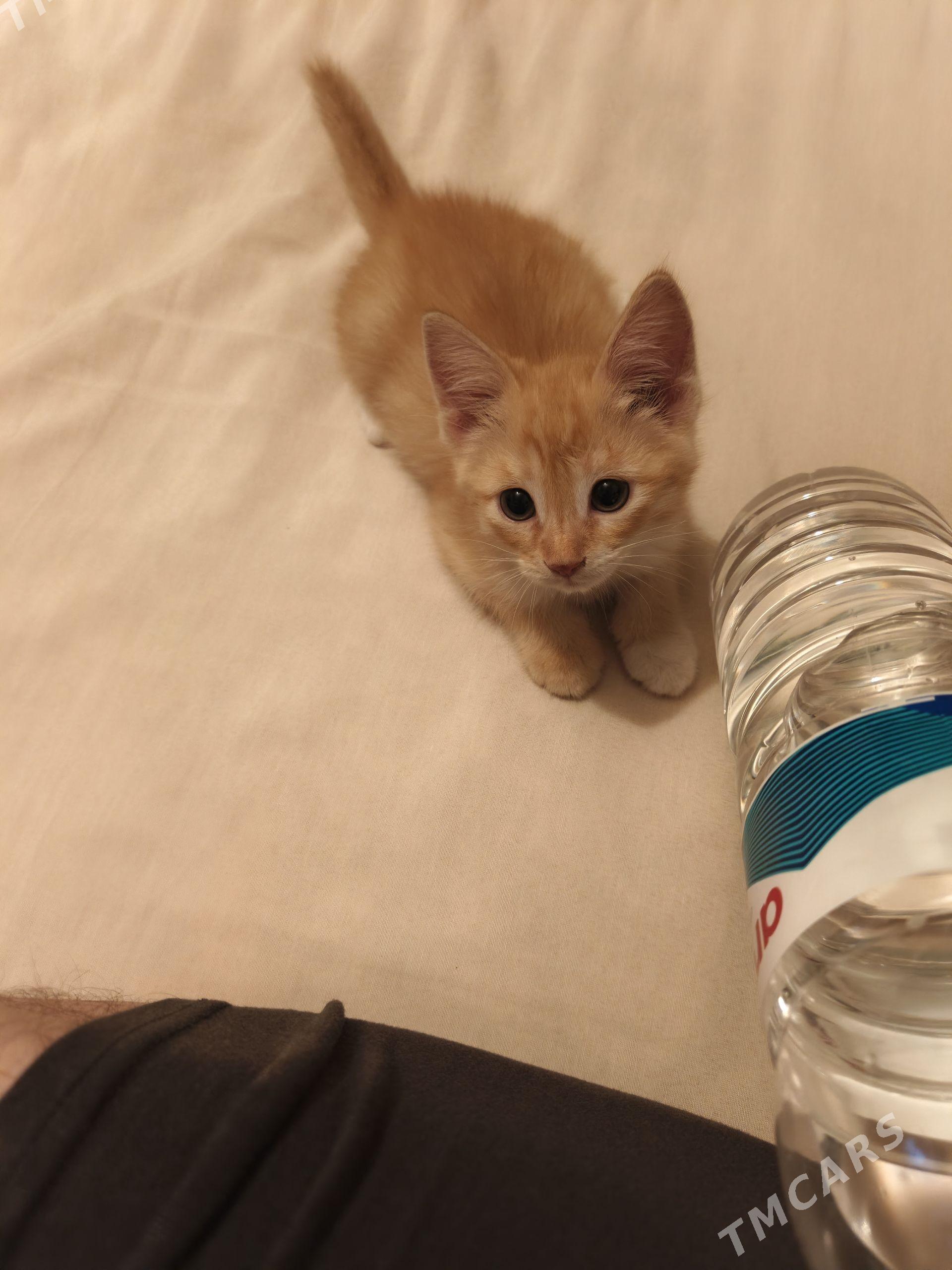 Котёнок - Mary - img 1