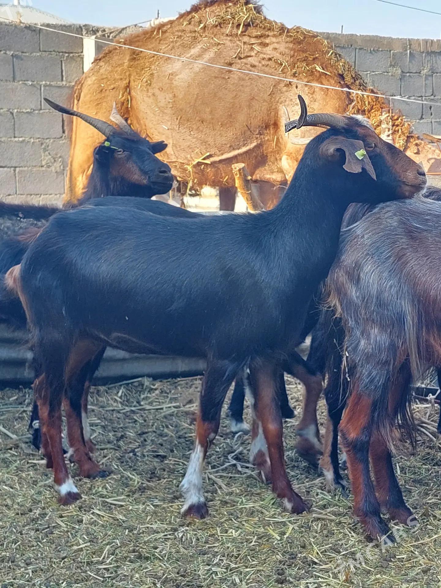 geçi - Gökdepe - img 1