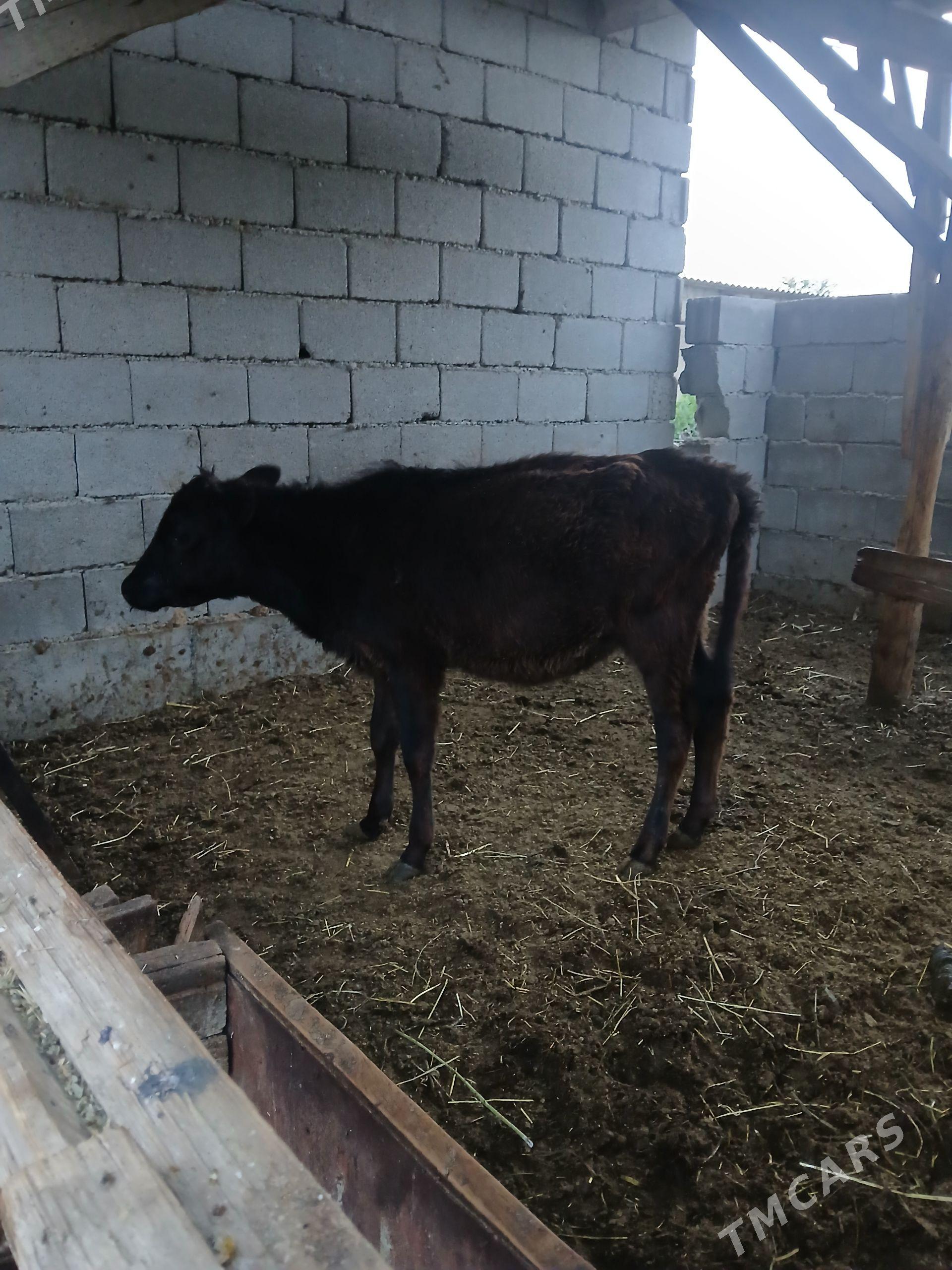 tuweler 2si bile - Бузмеин - img 1