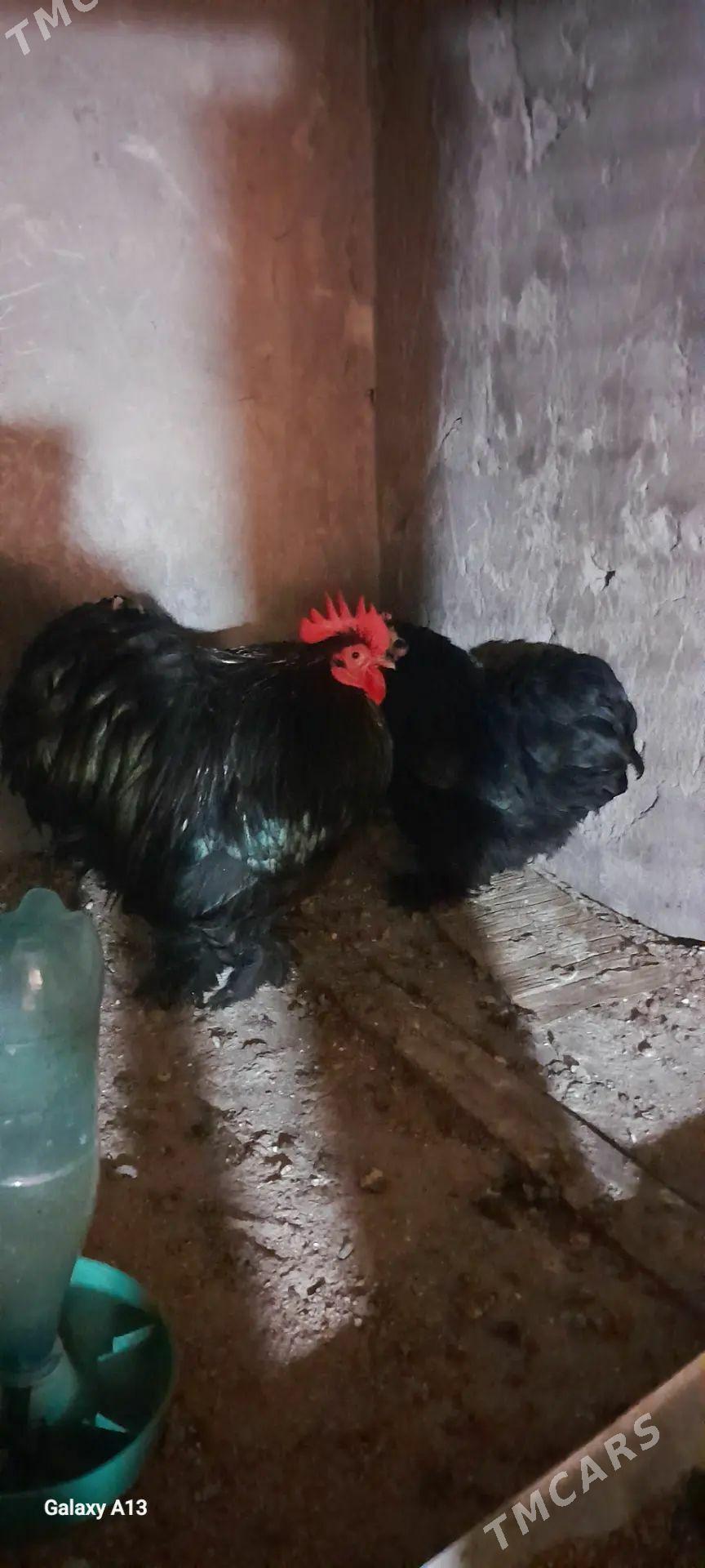 karlik, koh8nhin,serama - Büzmeýin - img 1