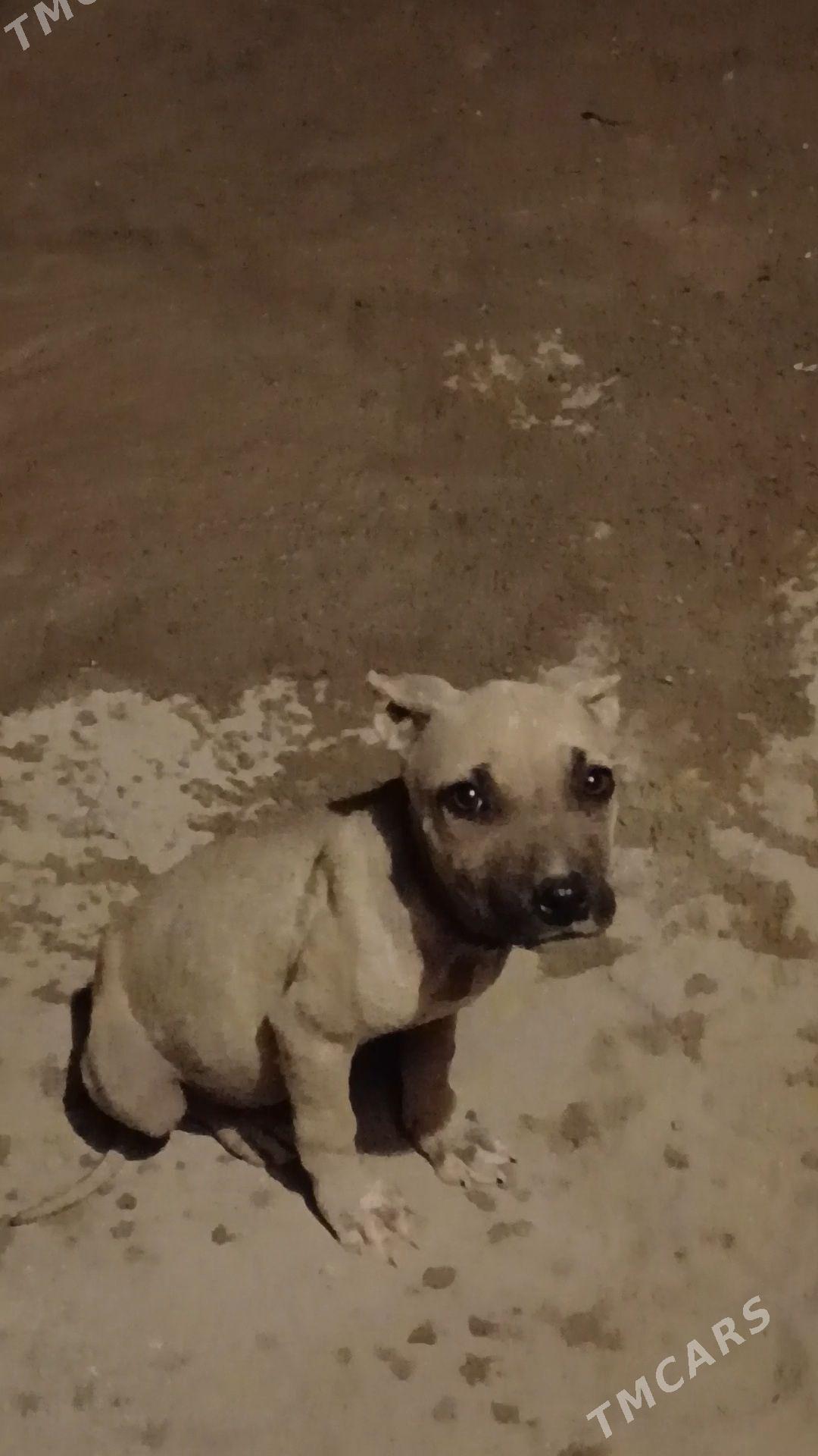 pidbull - Дашогуз - img 1