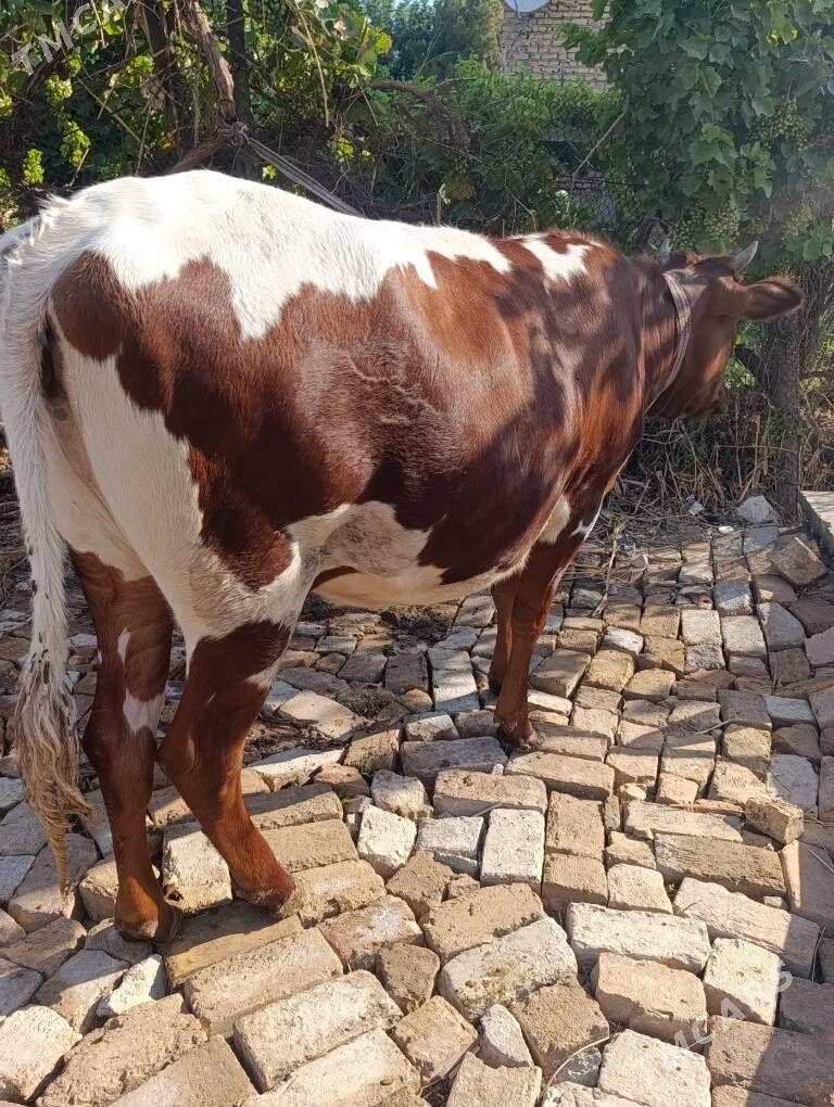 yetik boğaz - Türkmenabat - img 1