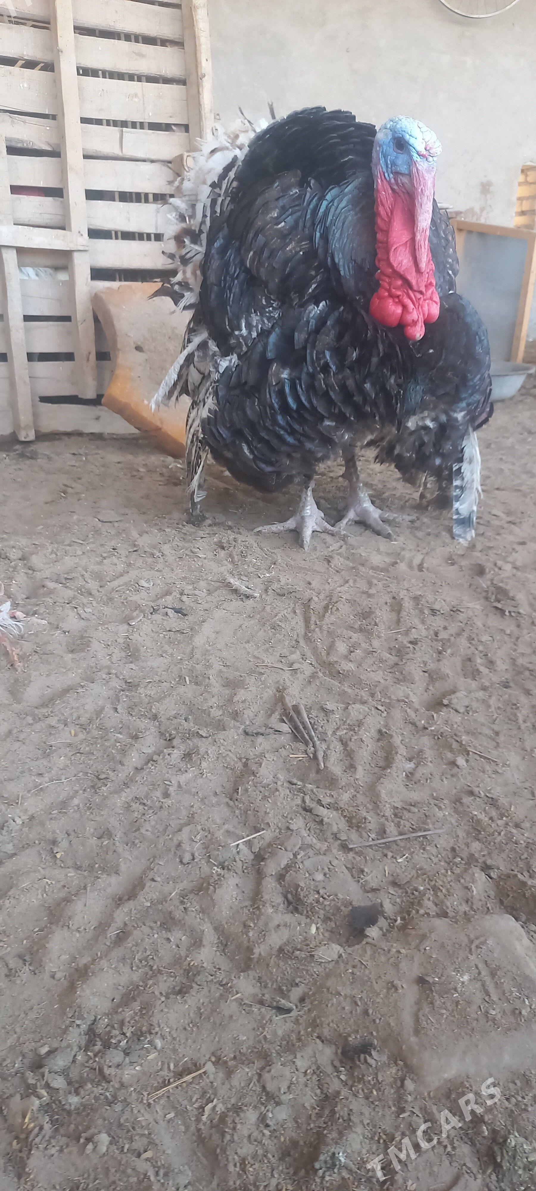 INDUK GIGANT - Garabekewül - img 1