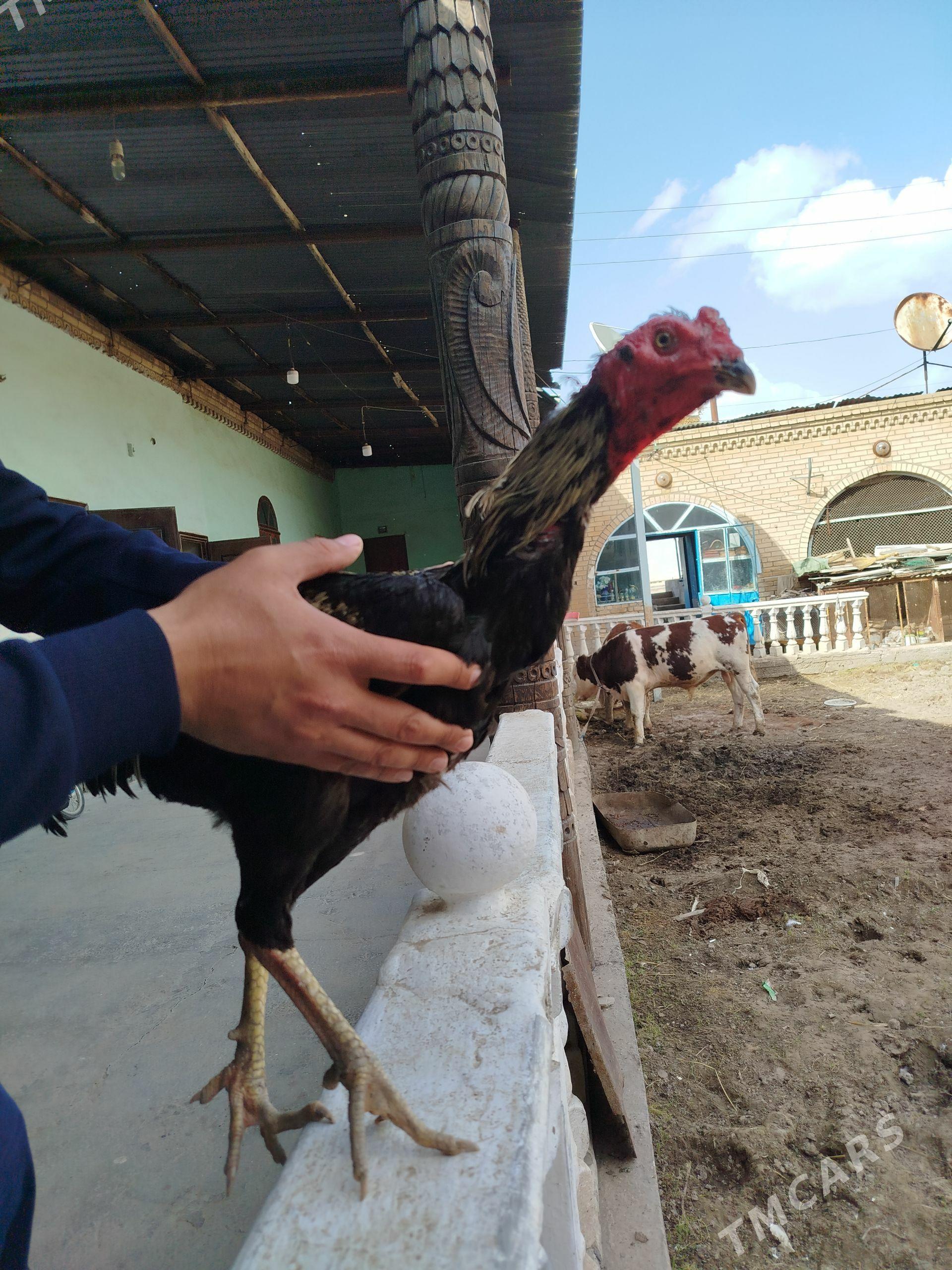 özbek horaz - Туркменабат - img 1