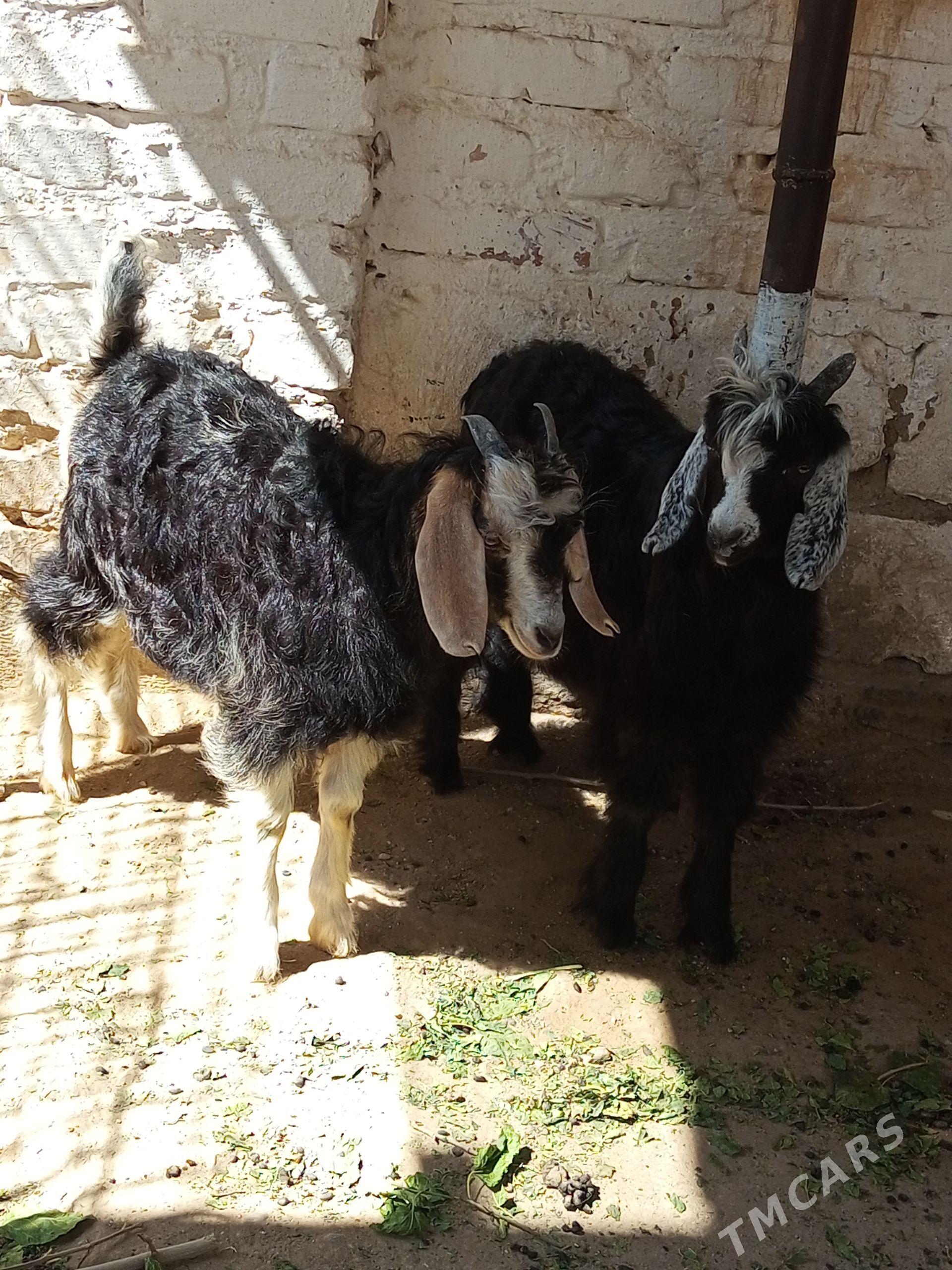 Çebiş - Balkanabat - img 1