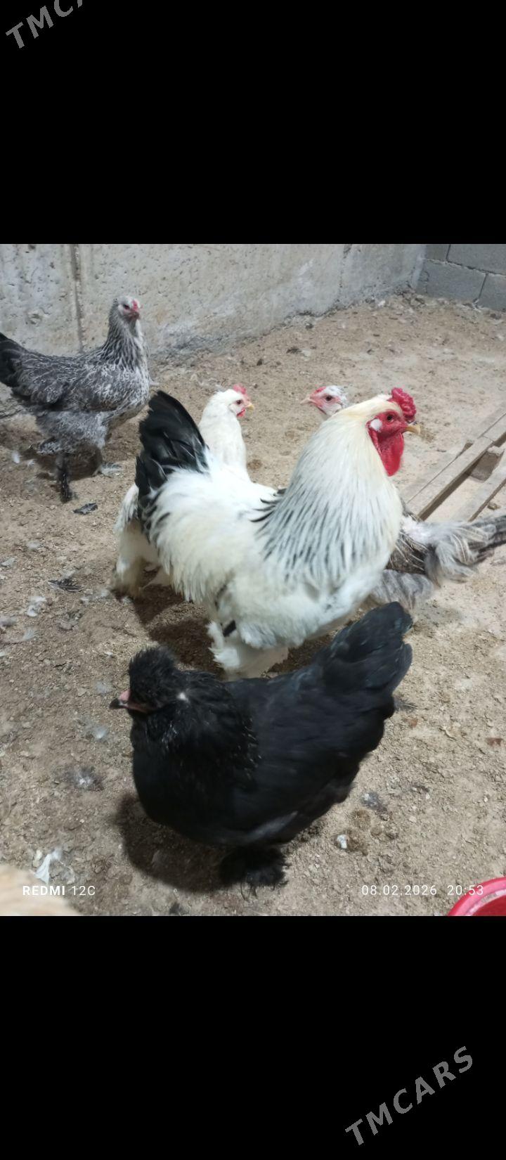 balgar brama garyşyk jüjeler - Täze zaman - img 1