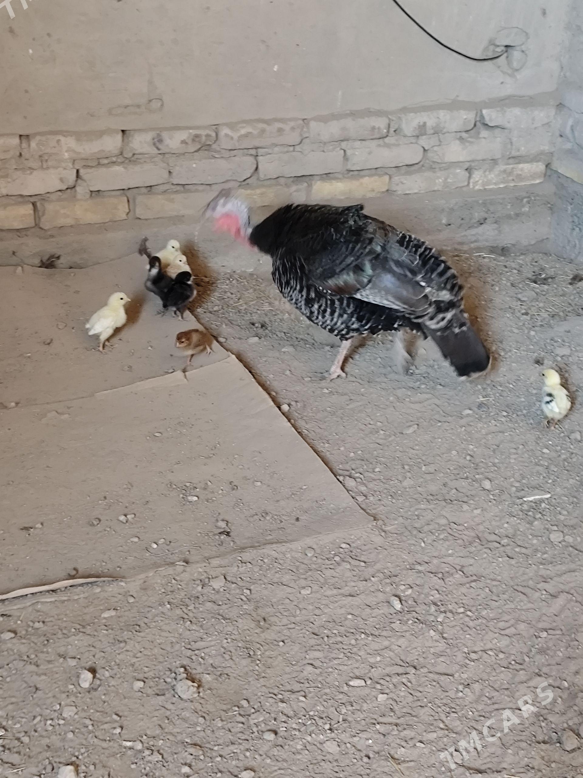 towuk juyjeli induk - Şabat etr. - img 1