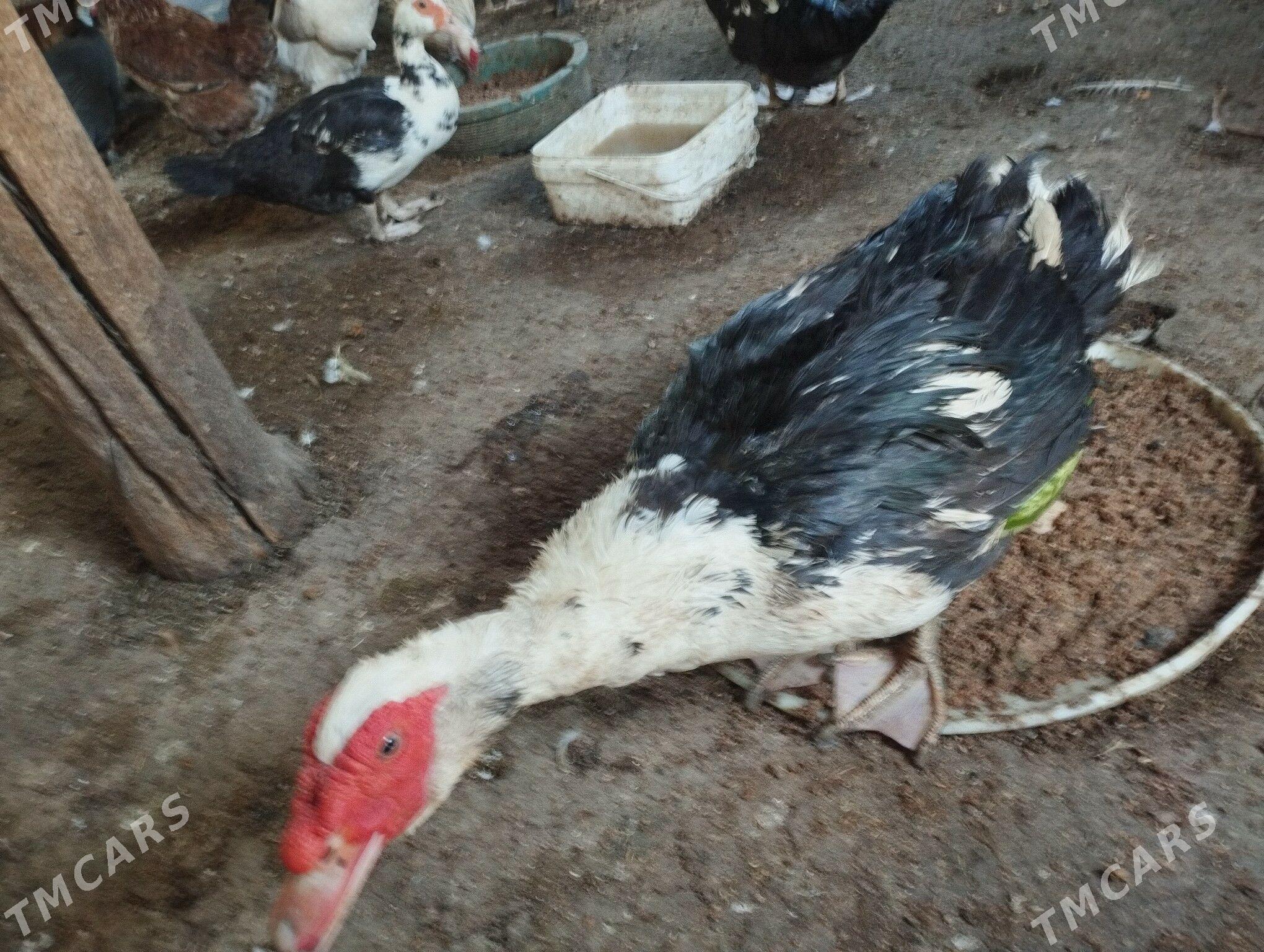 İndautga ördek - Balkanabat - img 1